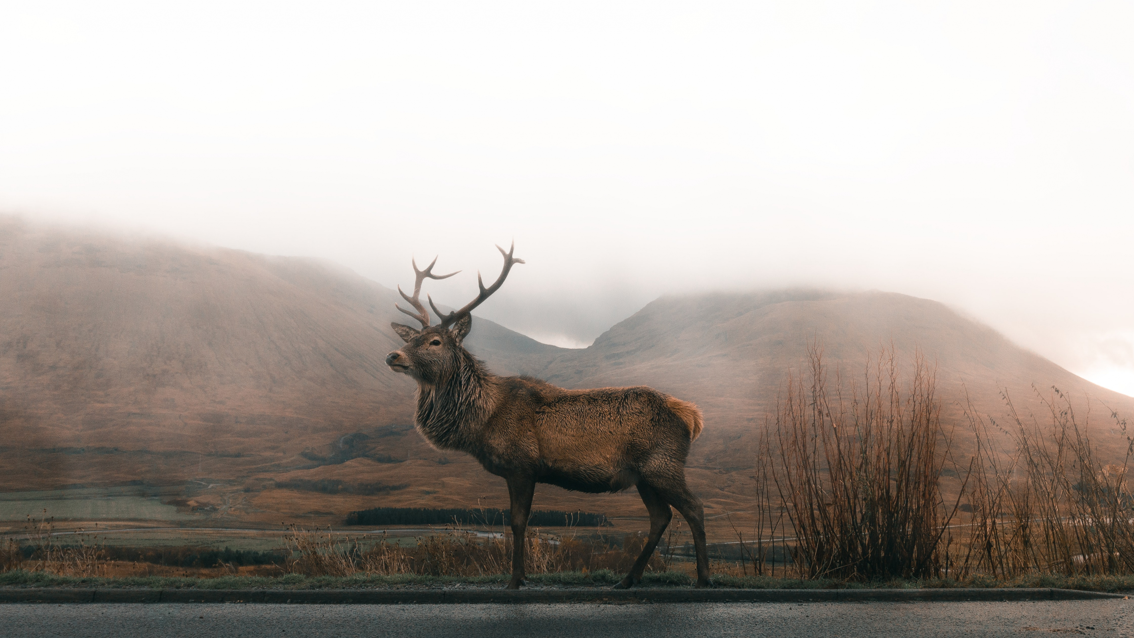 Asa Rodger, Environnement Naturel, Brouillard, Elk, Highland. Wallpaper in 3840x2160 Resolution