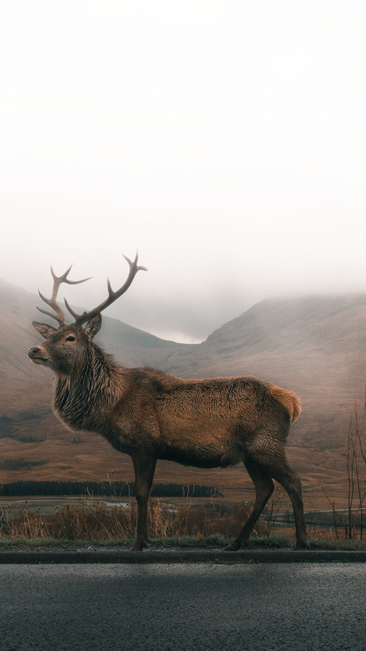Asa Rodger, Plant, Natural Environment, Fog, Elk. Wallpaper in 750x1334 Resolution