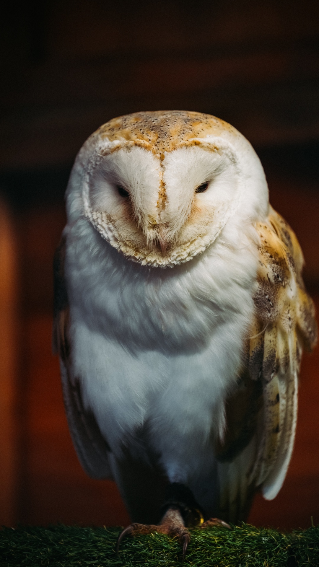 Chouette Blanche et Brune en Photographie Rapprochée. Wallpaper in 1080x1920 Resolution