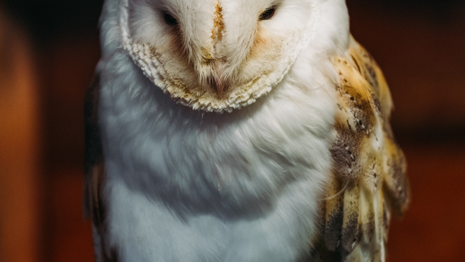 Chouette Blanche et Brune en Photographie Rapprochée. Wallpaper in 1920x1080 Resolution