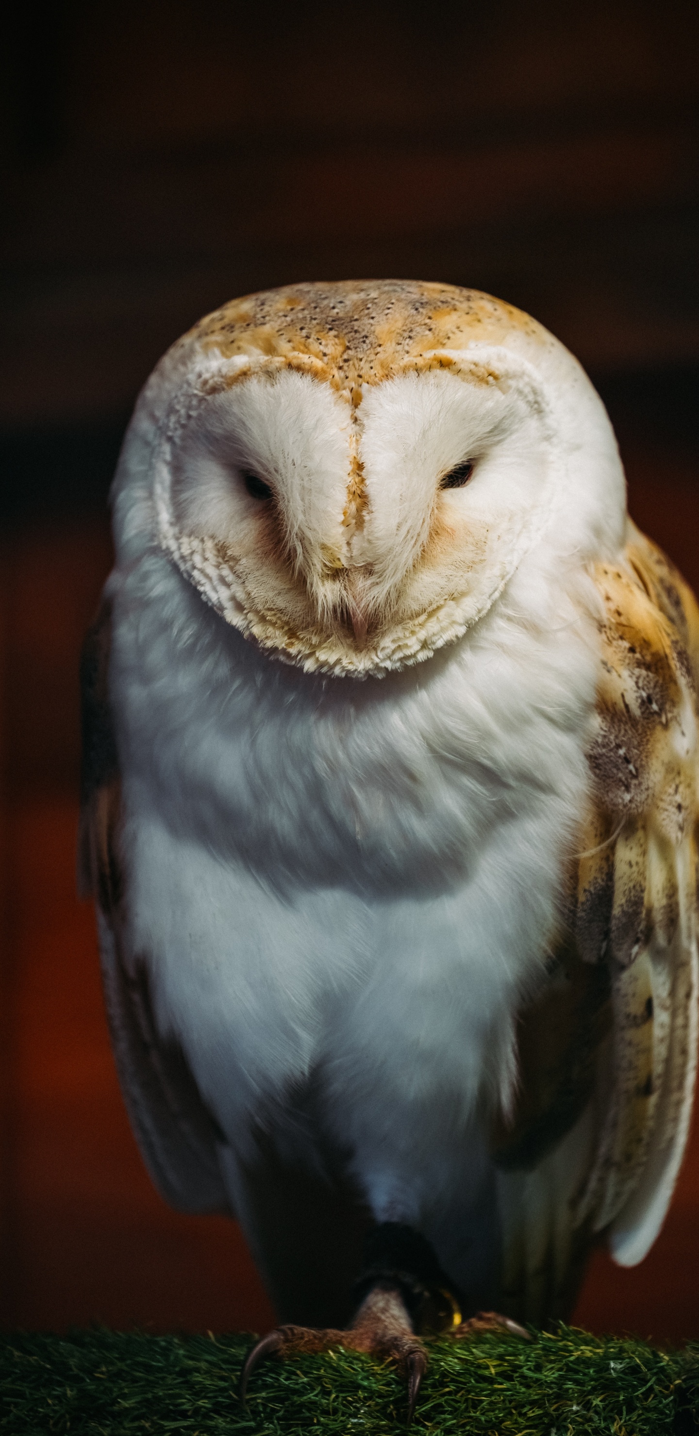 Weiße Und Braune Eule in Nahaufnahmen. Wallpaper in 1440x2960 Resolution