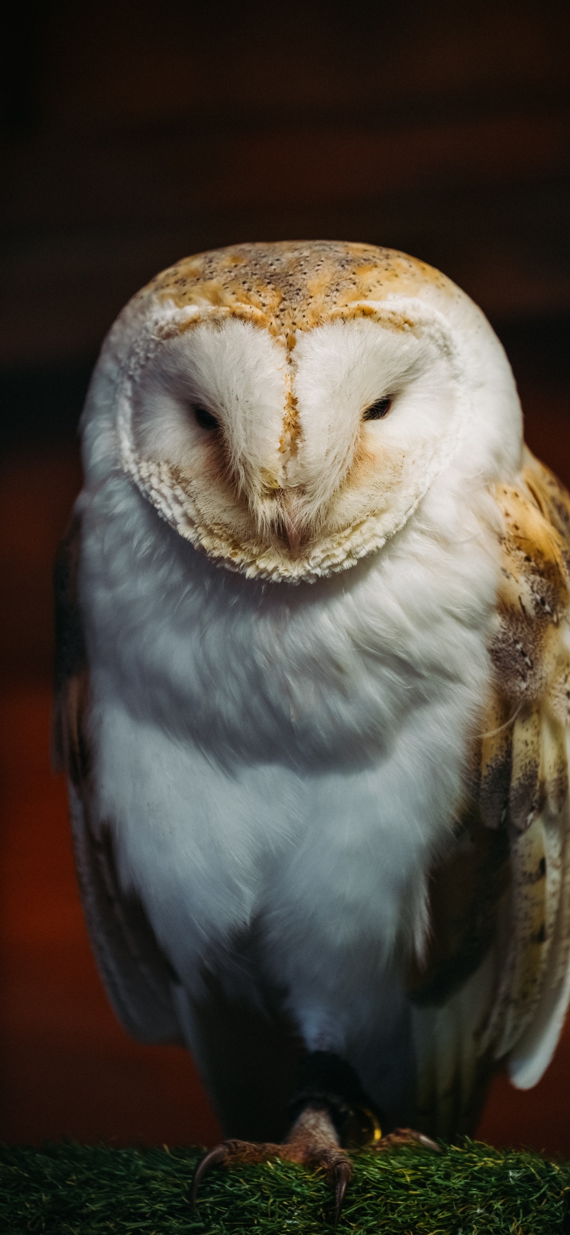 White and Brown Owl in Close up Photography. Wallpaper in 1125x2436 Resolution