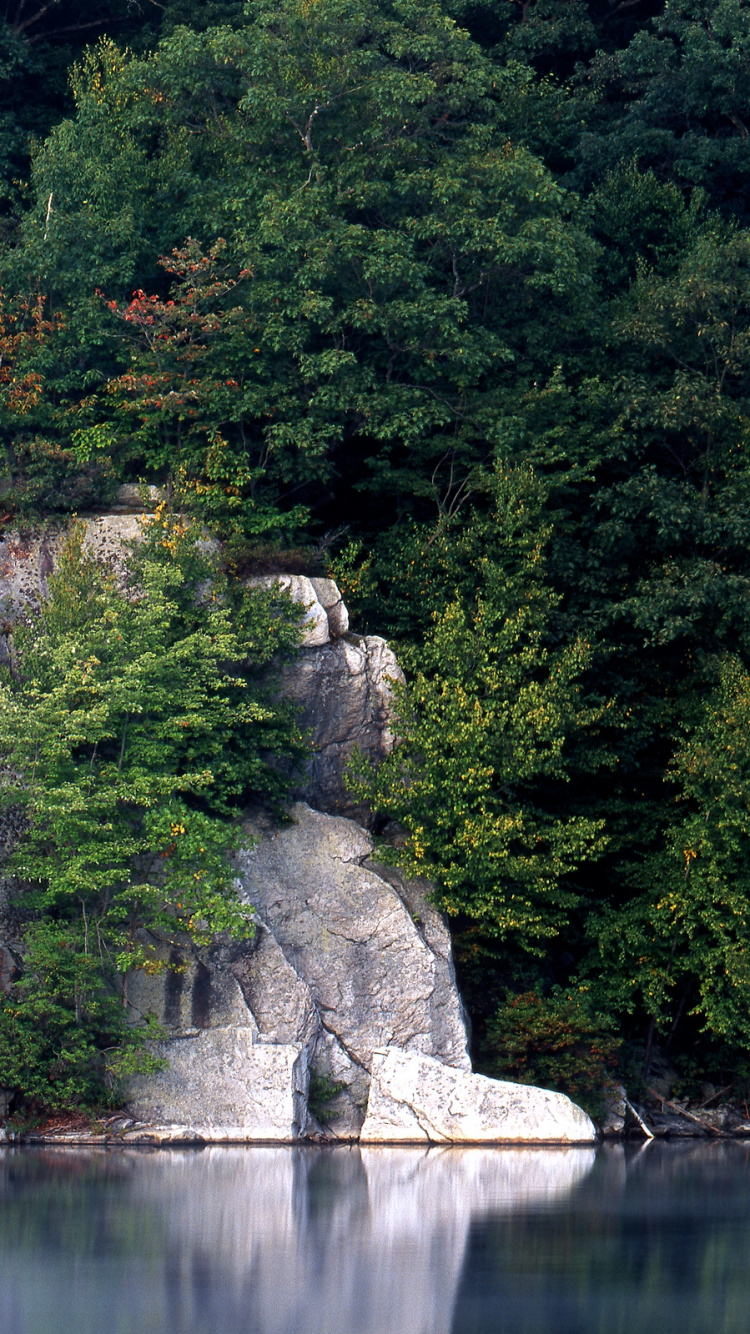 Árboles Verdes Junto al Cuerpo de Agua Durante el Día. Wallpaper in 750x1334 Resolution