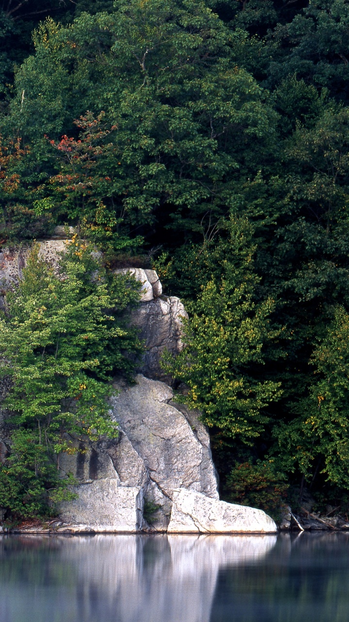 Arbres Verts à Côté D'un Plan D'eau Pendant la Journée. Wallpaper in 720x1280 Resolution