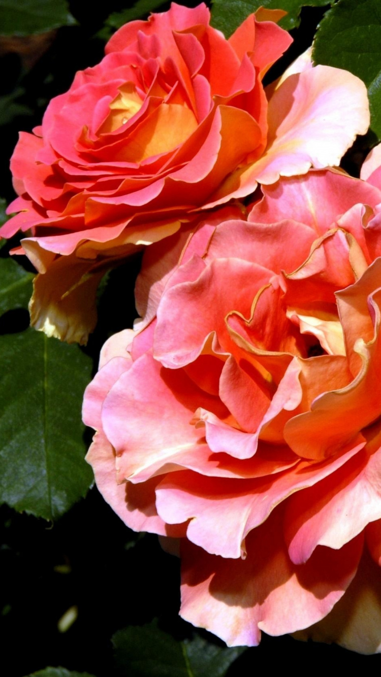 Pink Rose in Bloom Close up Photo. Wallpaper in 750x1334 Resolution