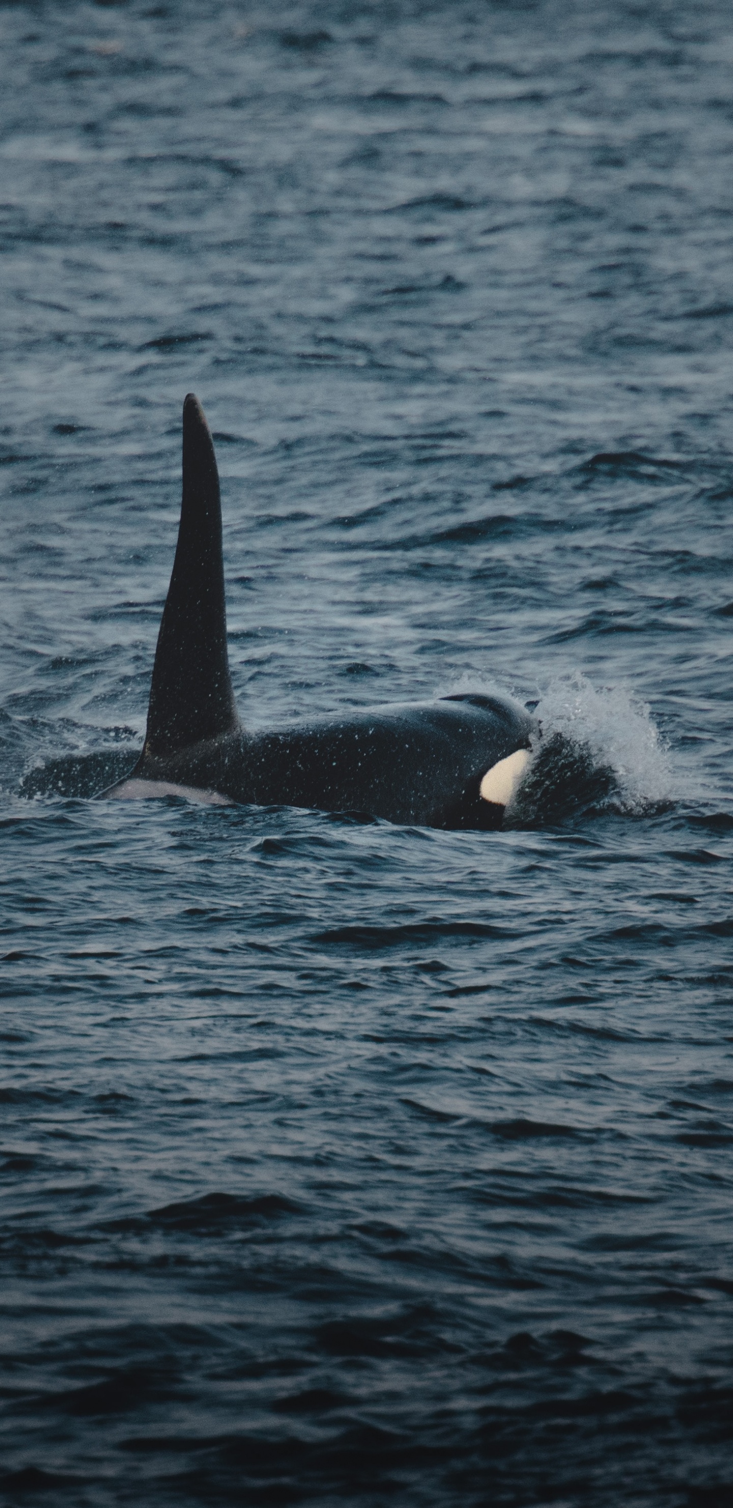 Baleine Noire et Blanche Sur la Mer Bleue Pendant la Journée. Wallpaper in 1440x2960 Resolution