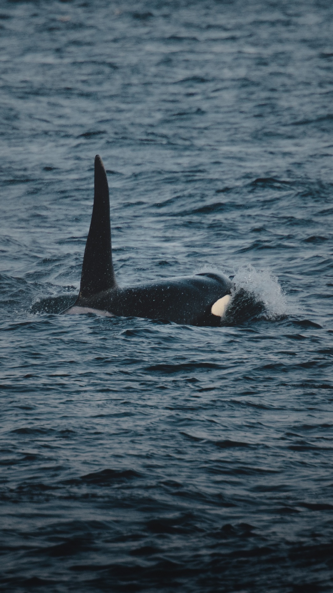 Black and White Whale on Blue Sea During Daytime. Wallpaper in 1080x1920 Resolution