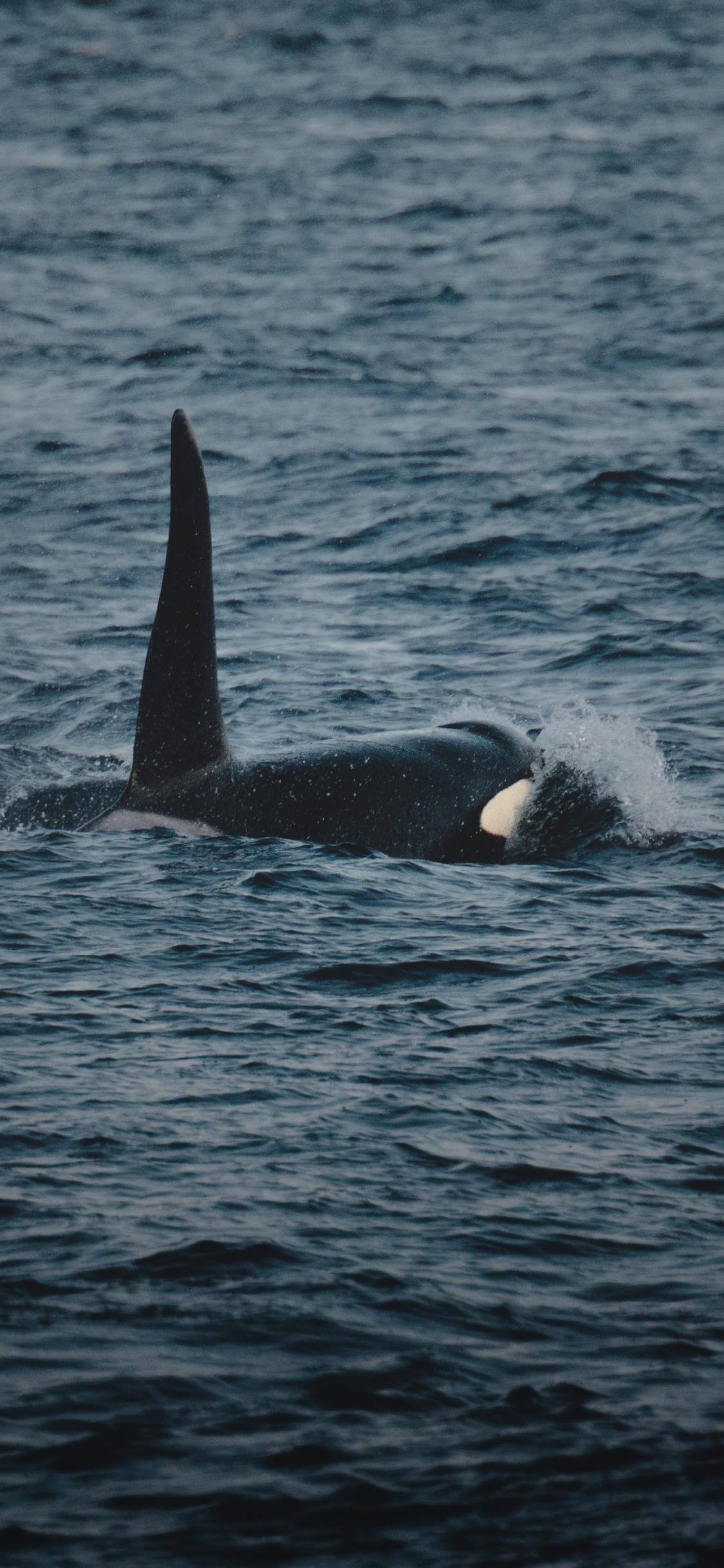 Black and White Whale on Blue Sea During Daytime. Wallpaper in 1125x2436 Resolution
