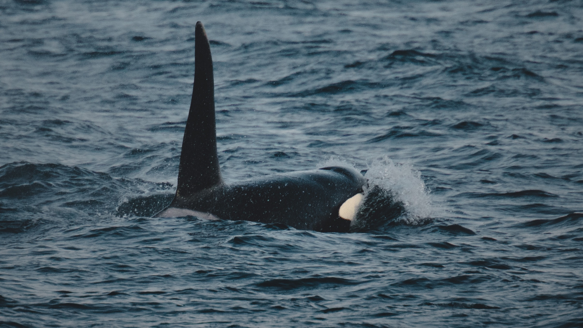 Black and White Whale on Blue Sea During Daytime. Wallpaper in 1920x1080 Resolution