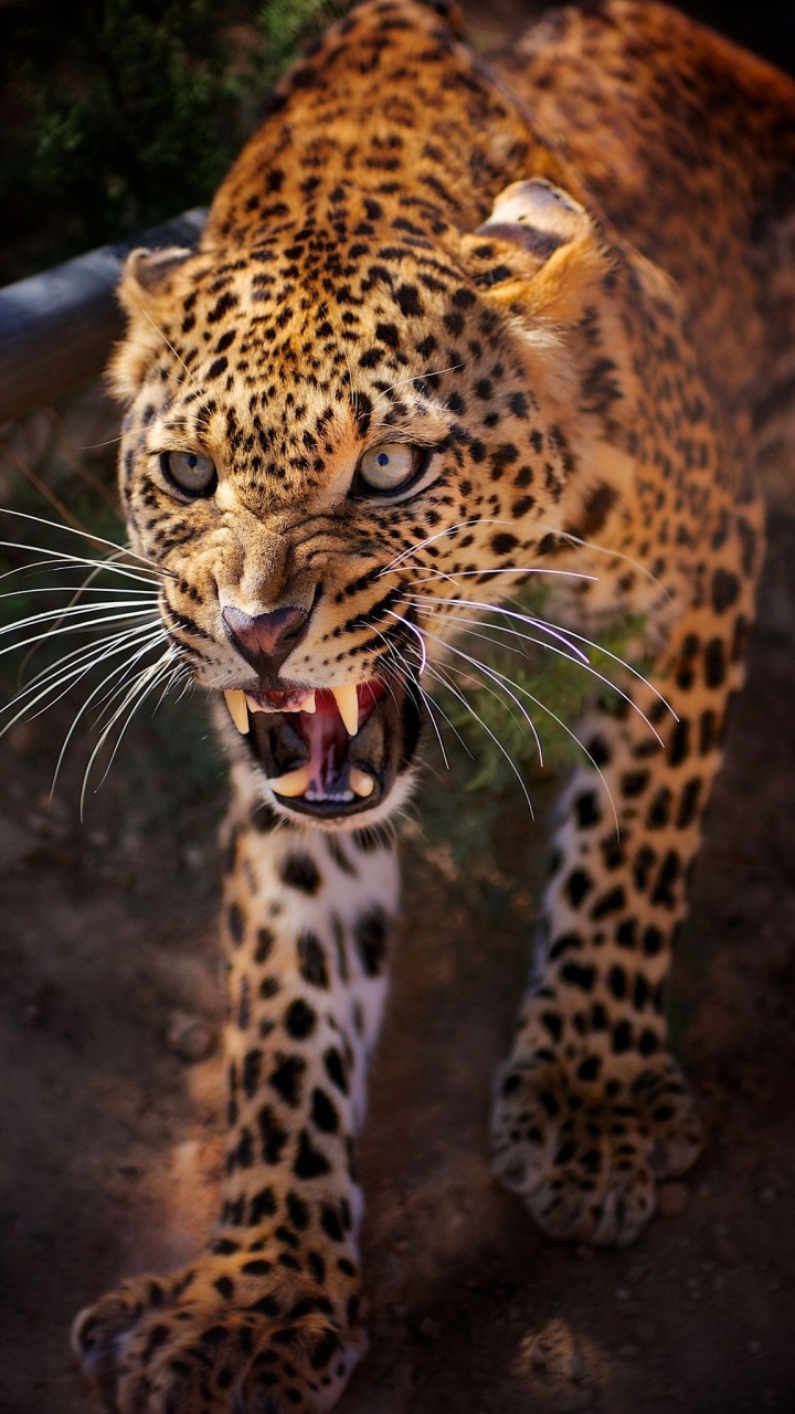 Leopardo Agresivo, Leopard, Jaguar, Leones, Tigre. Wallpaper in 720x1280 Resolution