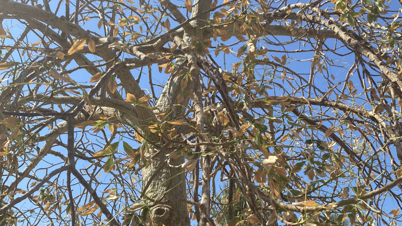 Flora, Invierno, Naturaleza, de Hoja Caduca, la Vegetación. Wallpaper in 1280x720 Resolution