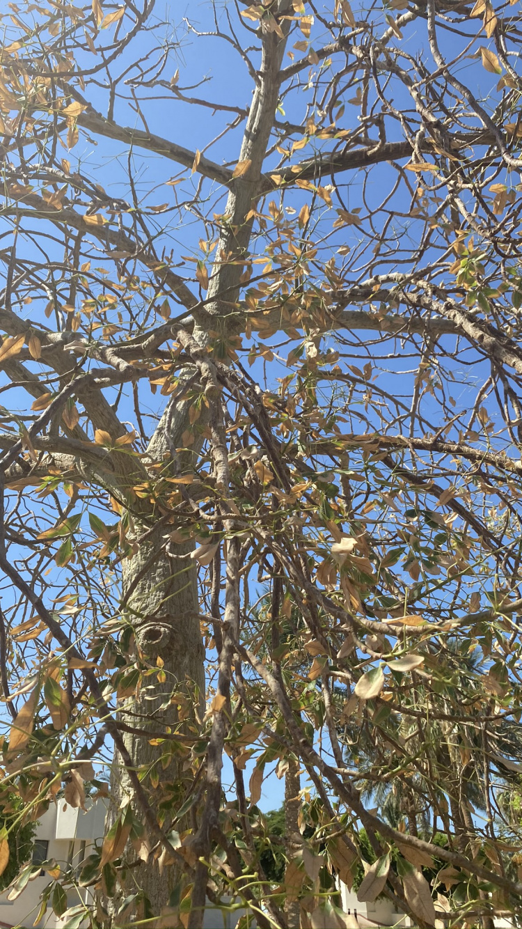 Flora, Winter, Nature, Deciduous, Vegetation. Wallpaper in 750x1334 Resolution