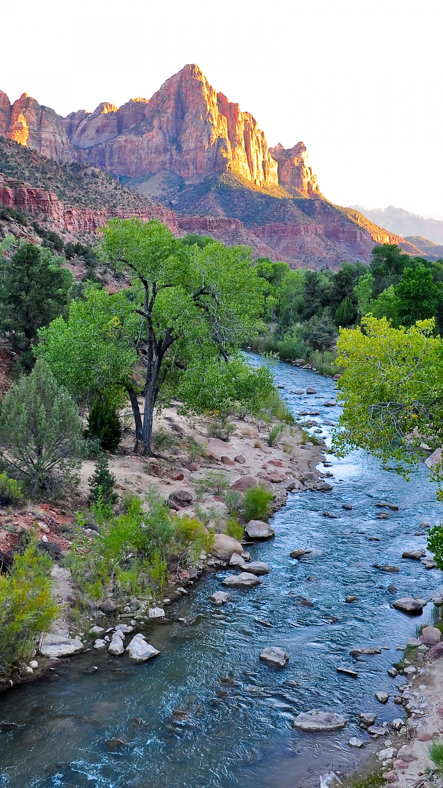 Green Trees Near River During Daytime. Wallpaper in 1440x2560 Resolution