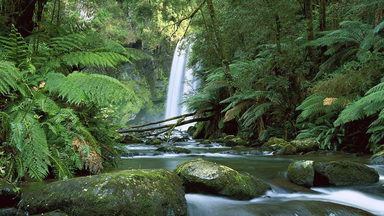 Green Moss on Brown Rock Near Waterfalls. Wallpaper in 1280x720 Resolution