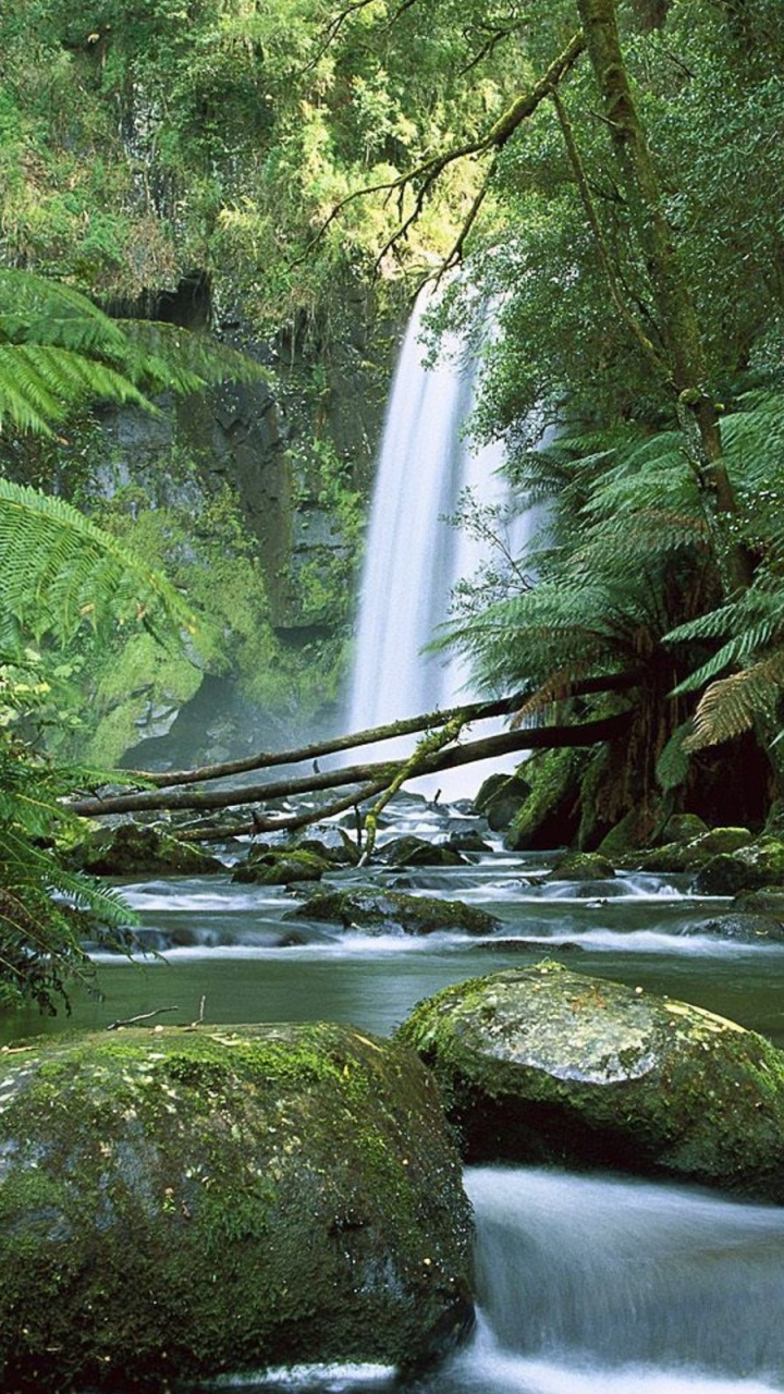 Green Moss on Brown Rock Near Waterfalls. Wallpaper in 720x1280 Resolution