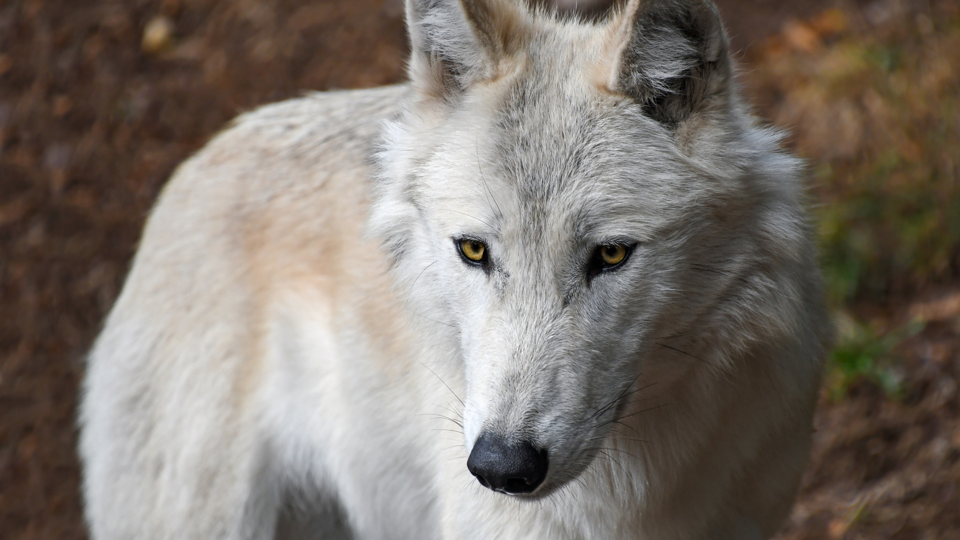 Loup Blanc Sur Fond Marron. Wallpaper in 1920x1080 Resolution