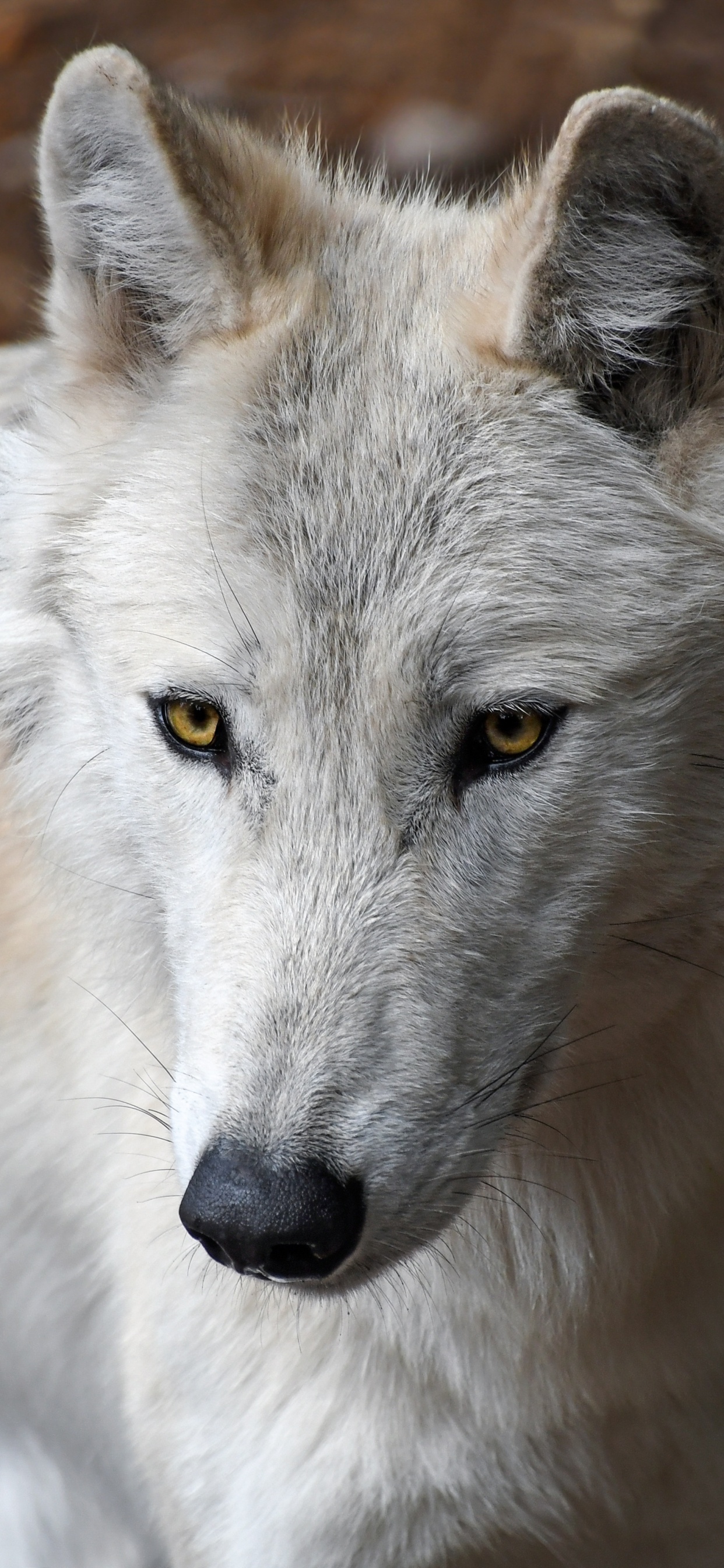 Lobo Blanco Sobre Suelo Marrón. Wallpaper in 1242x2688 Resolution