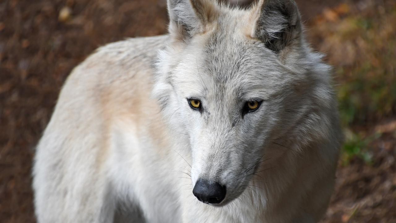 Weißer Wolf Auf Braunem Grund. Wallpaper in 1280x720 Resolution