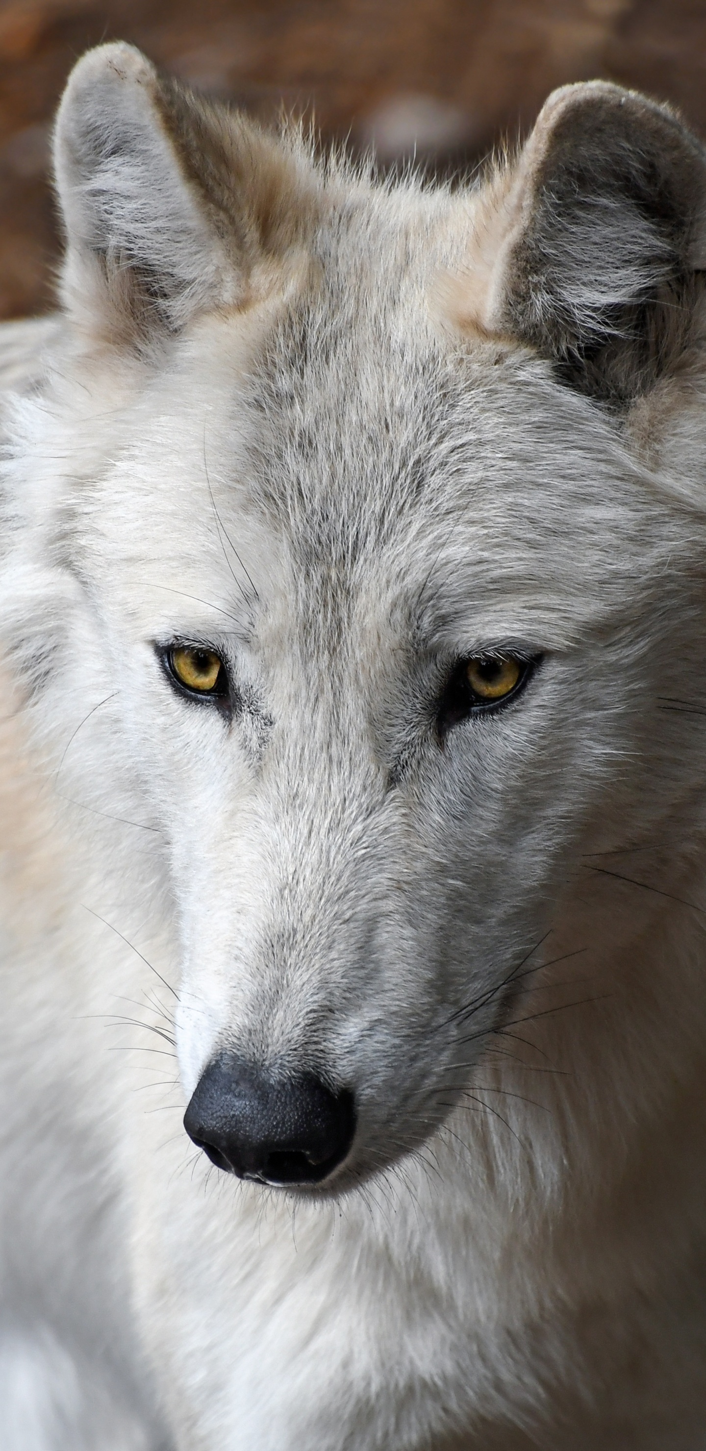 Weißer Wolf Auf Braunem Grund. Wallpaper in 1440x2960 Resolution