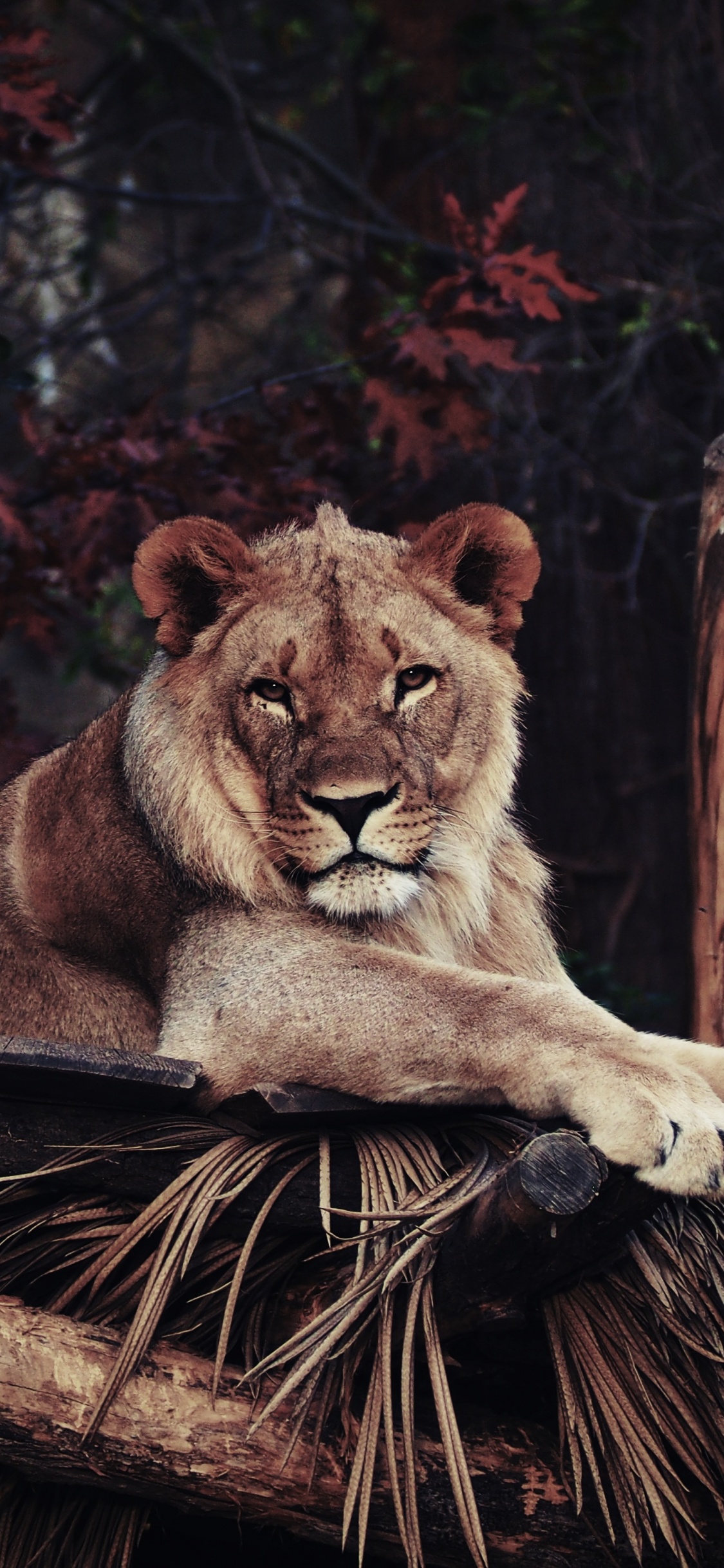 Lion Brun Allongé Sur Une Bûche de Bois Brune Pendant la Journée. Wallpaper in 1125x2436 Resolution