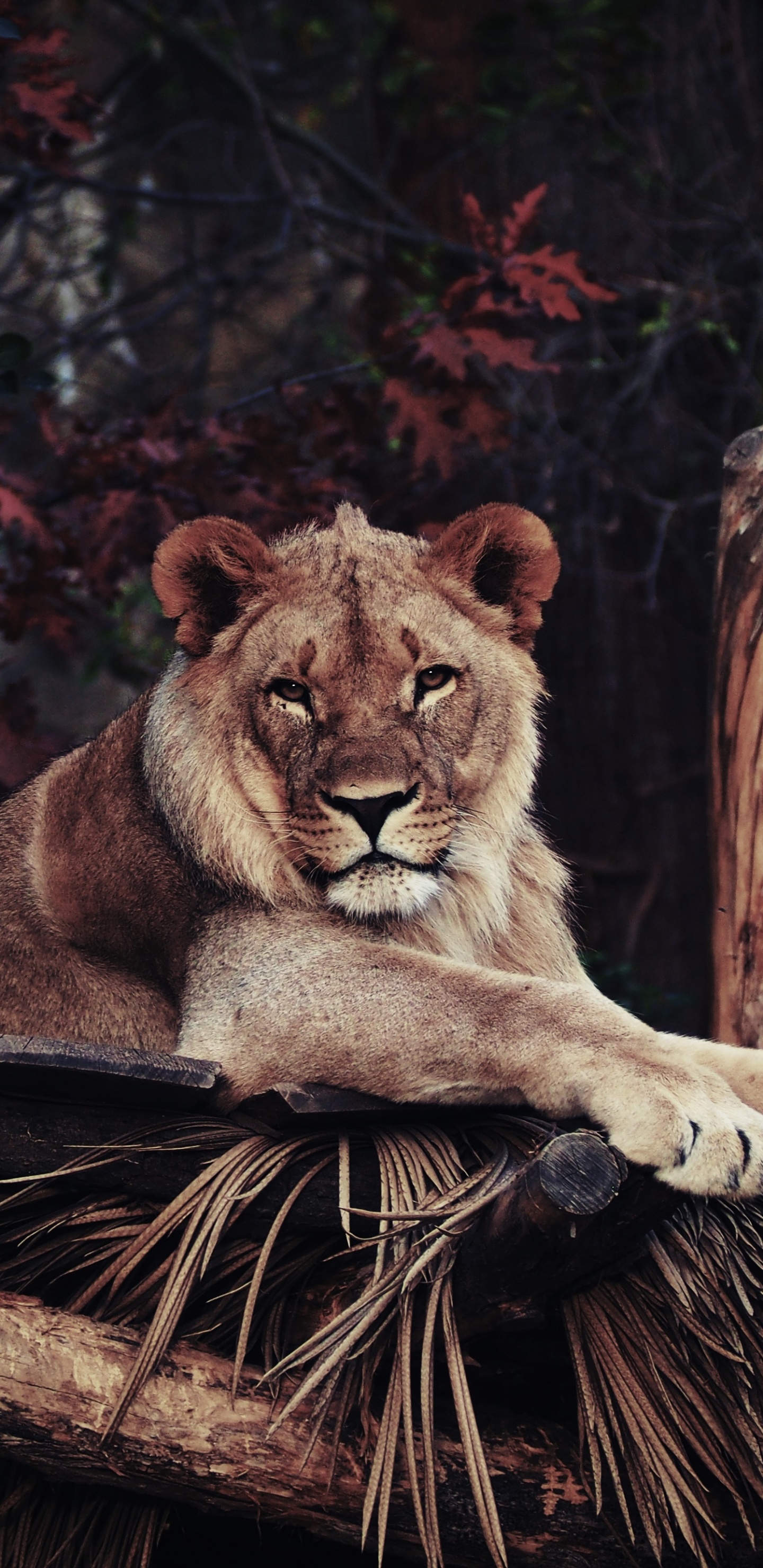 Lion Brun Allongé Sur Une Bûche de Bois Brune Pendant la Journée. Wallpaper in 1440x2960 Resolution
