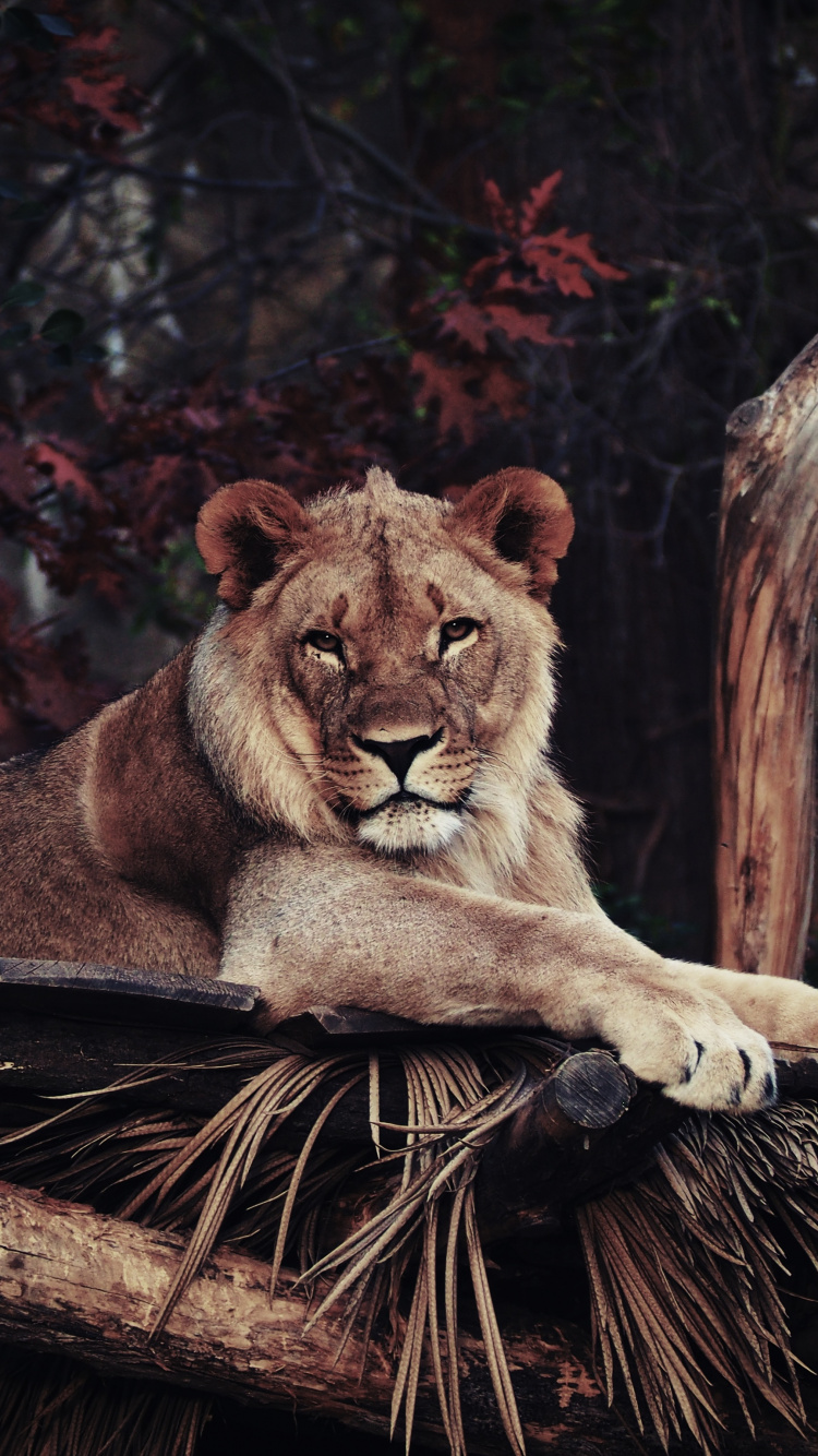 Lion Brun Allongé Sur Une Bûche de Bois Brune Pendant la Journée. Wallpaper in 750x1334 Resolution