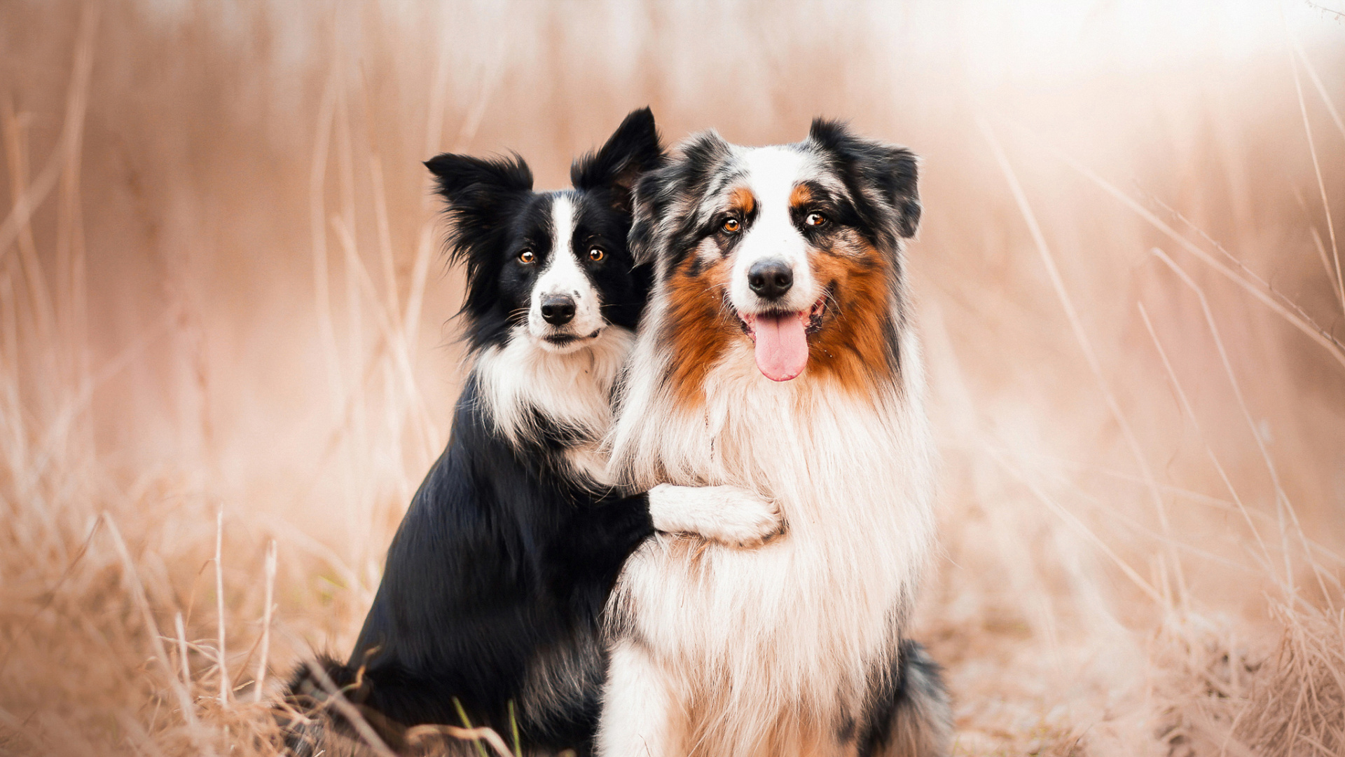 Black and White Border Collie Sitting on Brown Grass Field During Daytime. Wallpaper in 1920x1080 Resolution