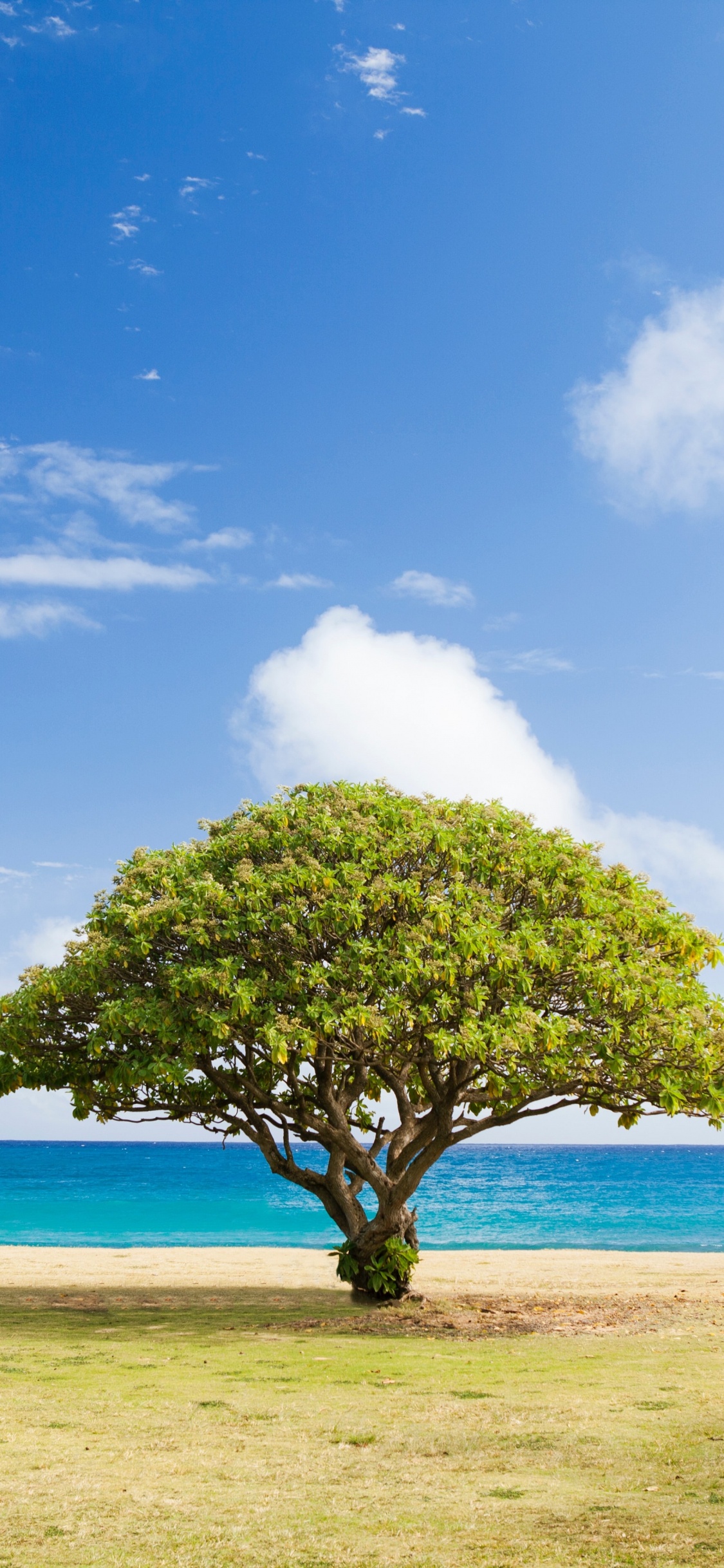 Tree, Spruce, Christmas Tree, Fir, Cloud. Wallpaper in 1125x2436 Resolution
