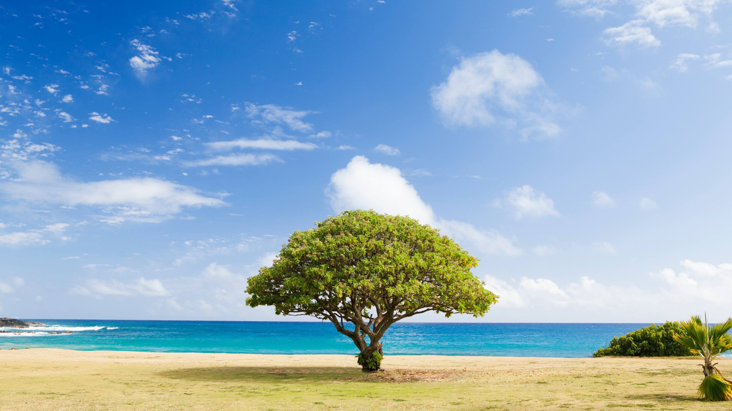 Tree, Spruce, Christmas Tree, Fir, Cloud. Wallpaper in 2560x1440 Resolution