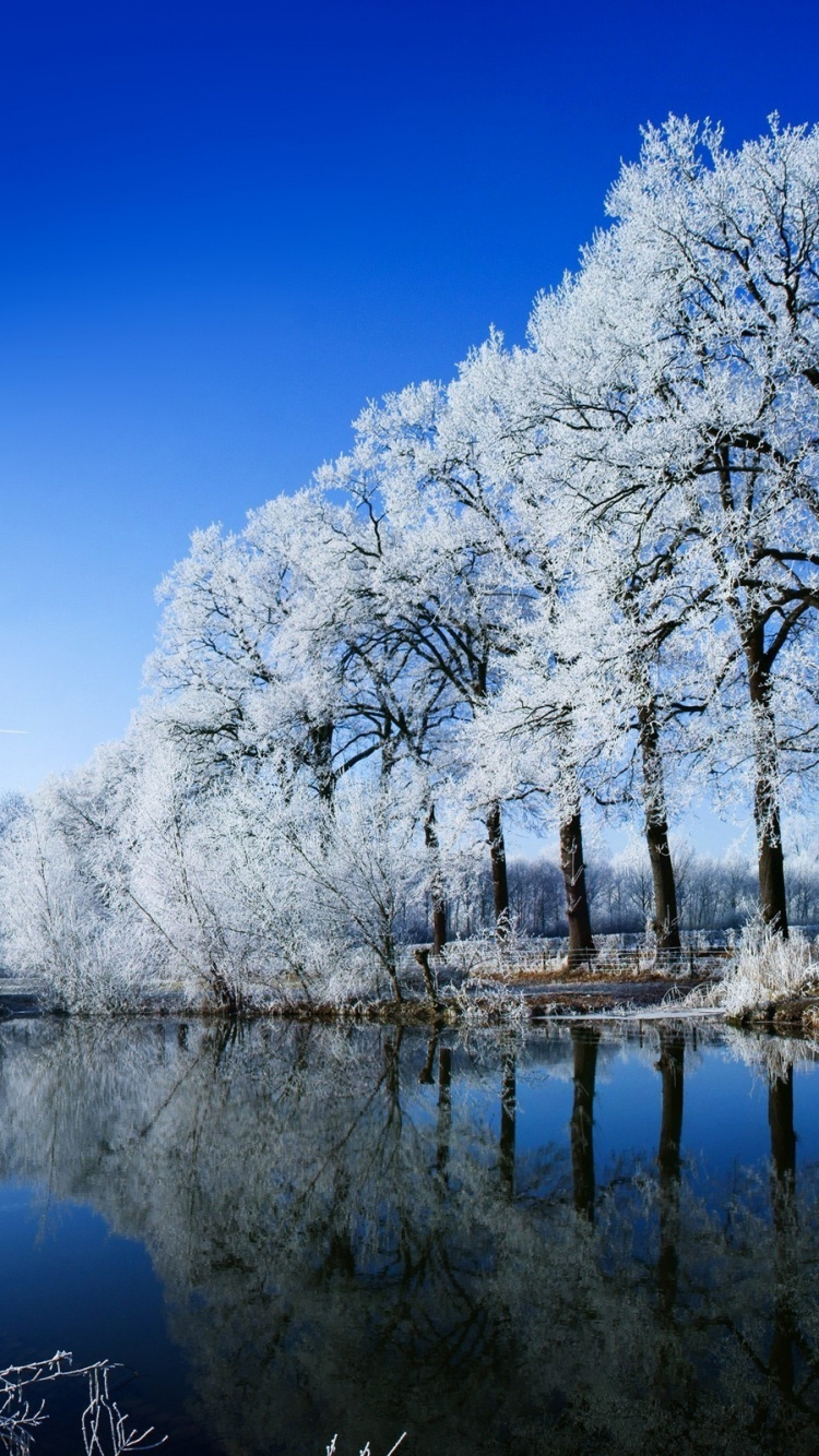 White Trees Near Body of Water During Daytime. Wallpaper in 750x1334 Resolution
