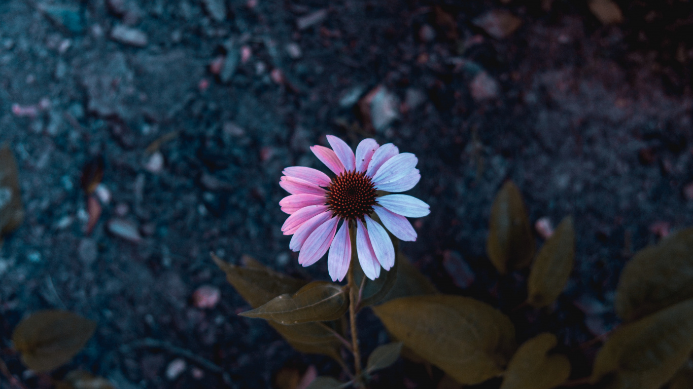 Flor Rosa y Blanca Sobre Suelo Negro y Marrón. Wallpaper in 1366x768 Resolution