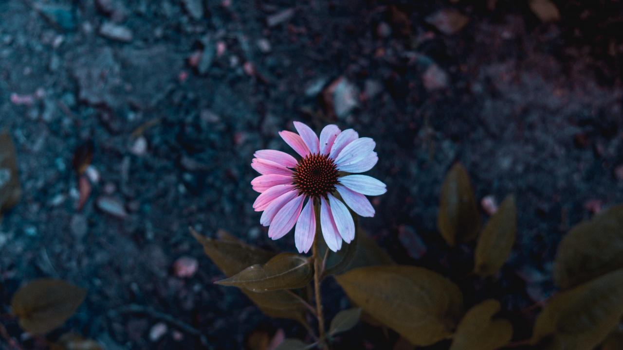 Fleur Rose et Blanche Sur Sol Noir et Brun. Wallpaper in 1280x720 Resolution