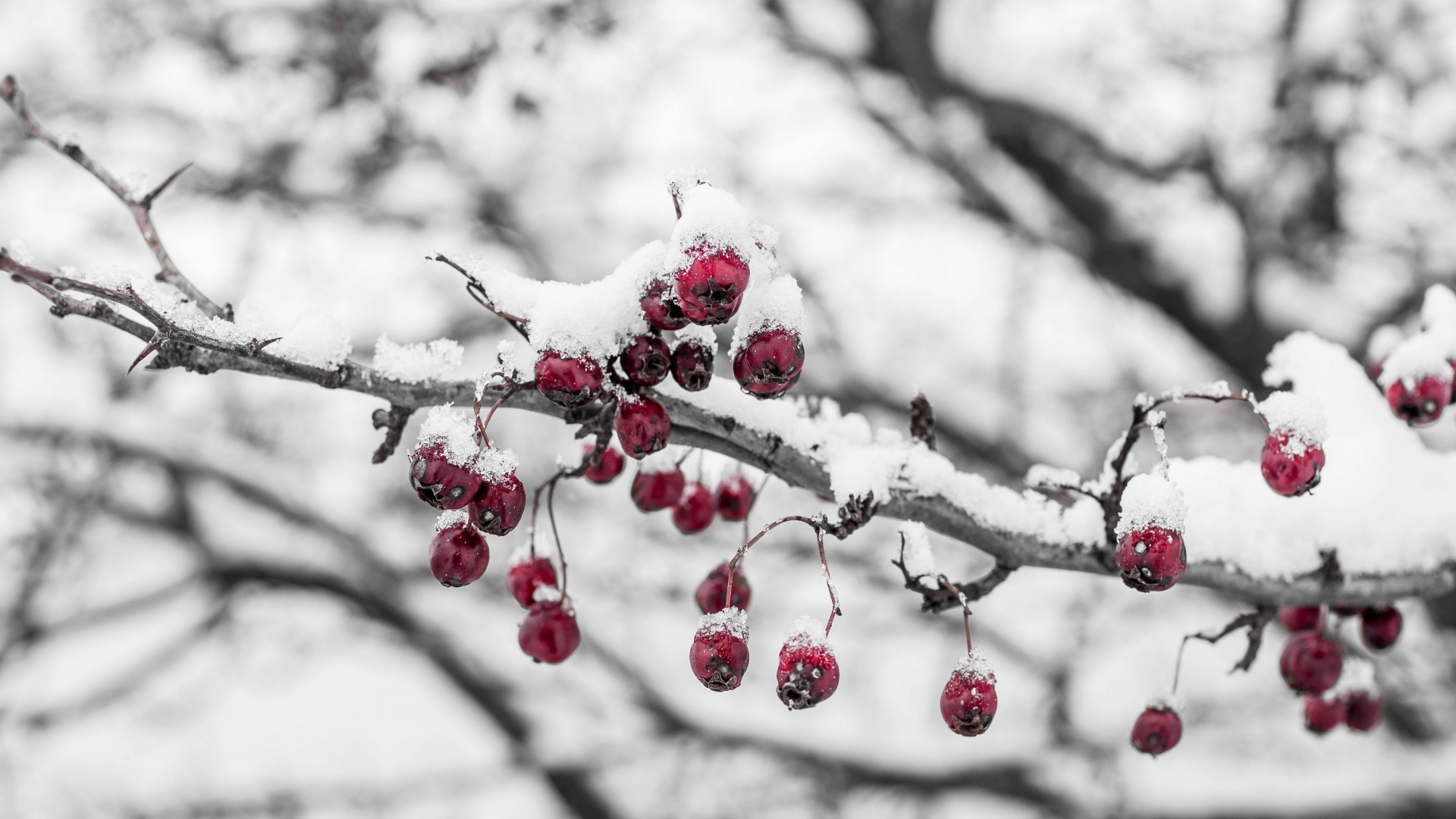 Red Round Fruits on Tree Branch. Wallpaper in 1920x1080 Resolution