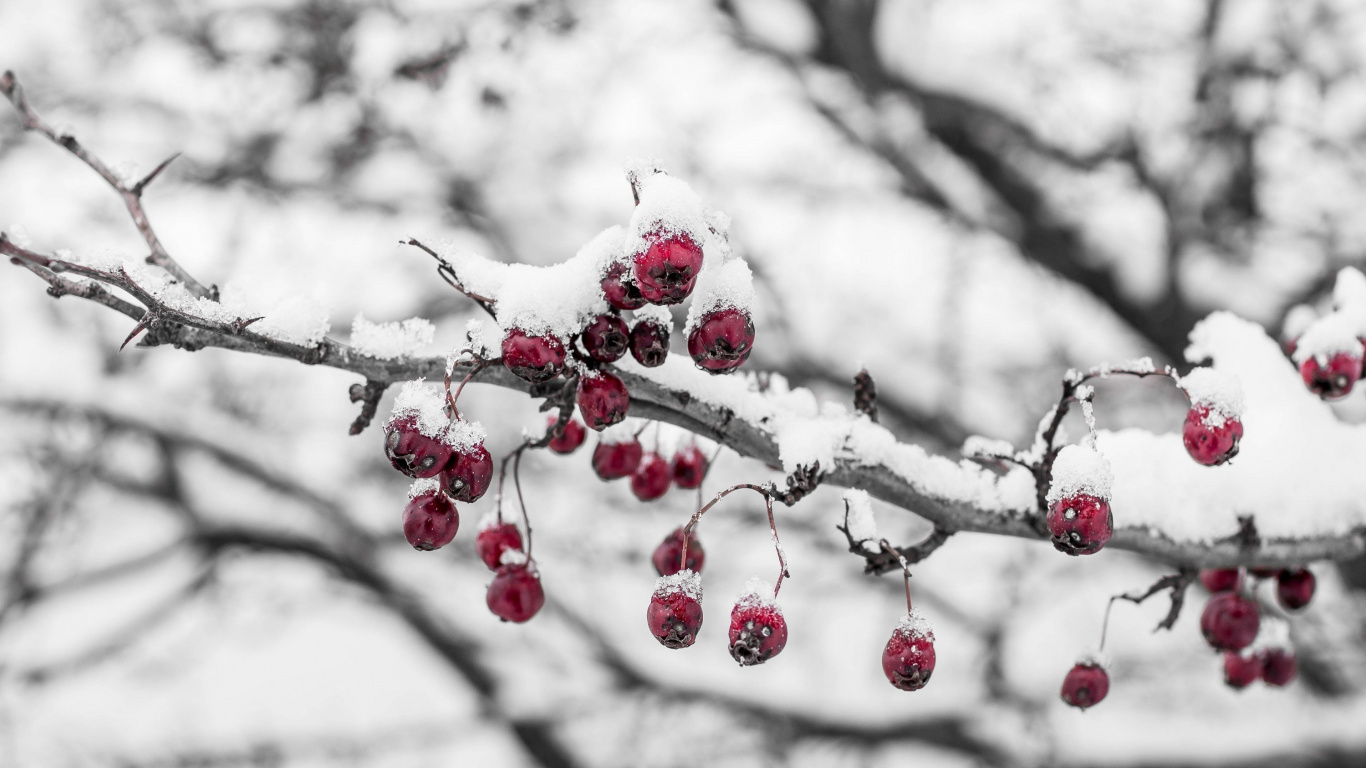 Frutos Rojos Redondos en la Rama de un Árbol. Wallpaper in 1366x768 Resolution