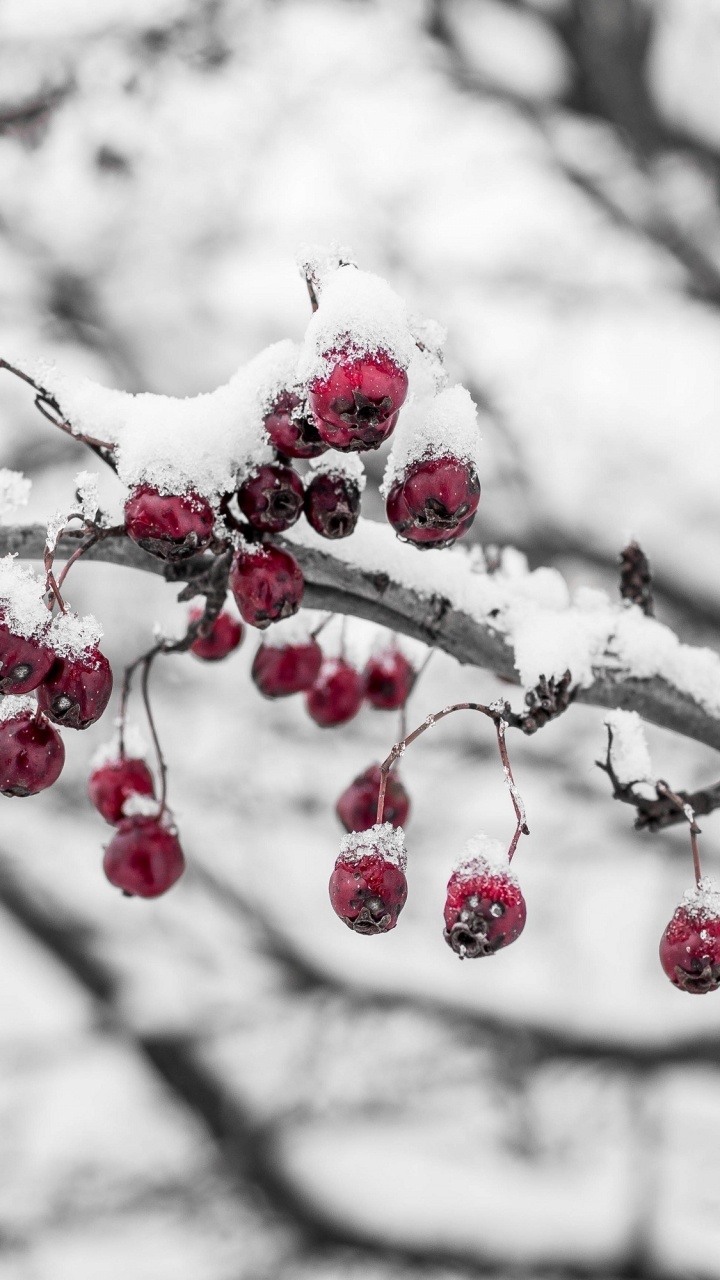 Fruits Ronds Rouges Sur Une Branche D'arbre. Wallpaper in 720x1280 Resolution