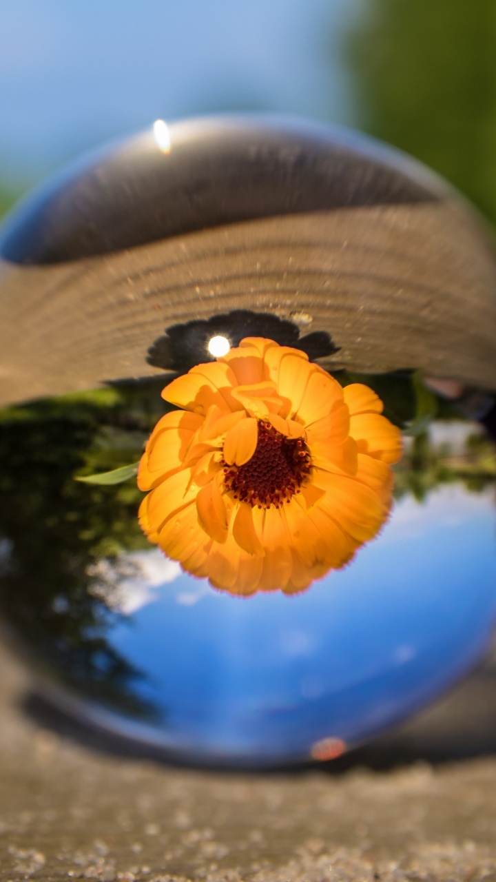 Flor Amarilla en Bola de Cristal Transparente. Wallpaper in 720x1280 Resolution