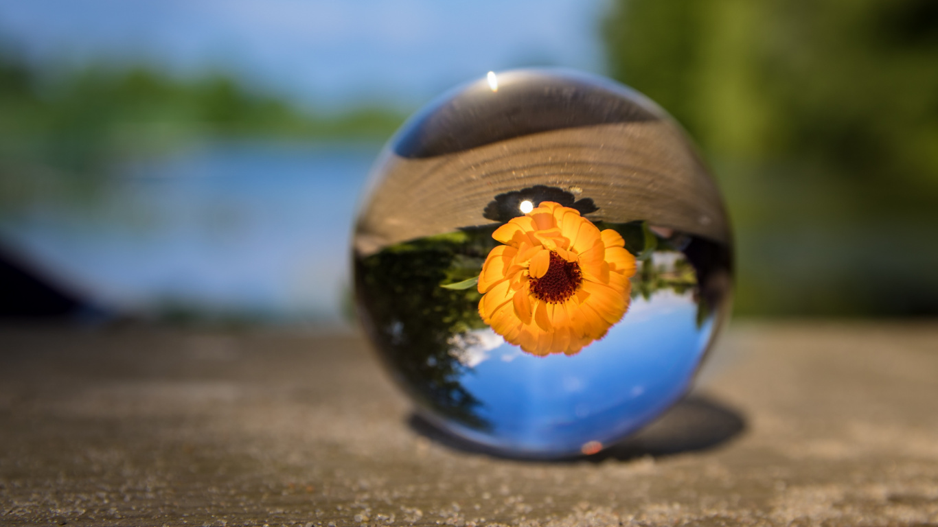 Yellow Flower on Clear Glass Ball. Wallpaper in 1366x768 Resolution