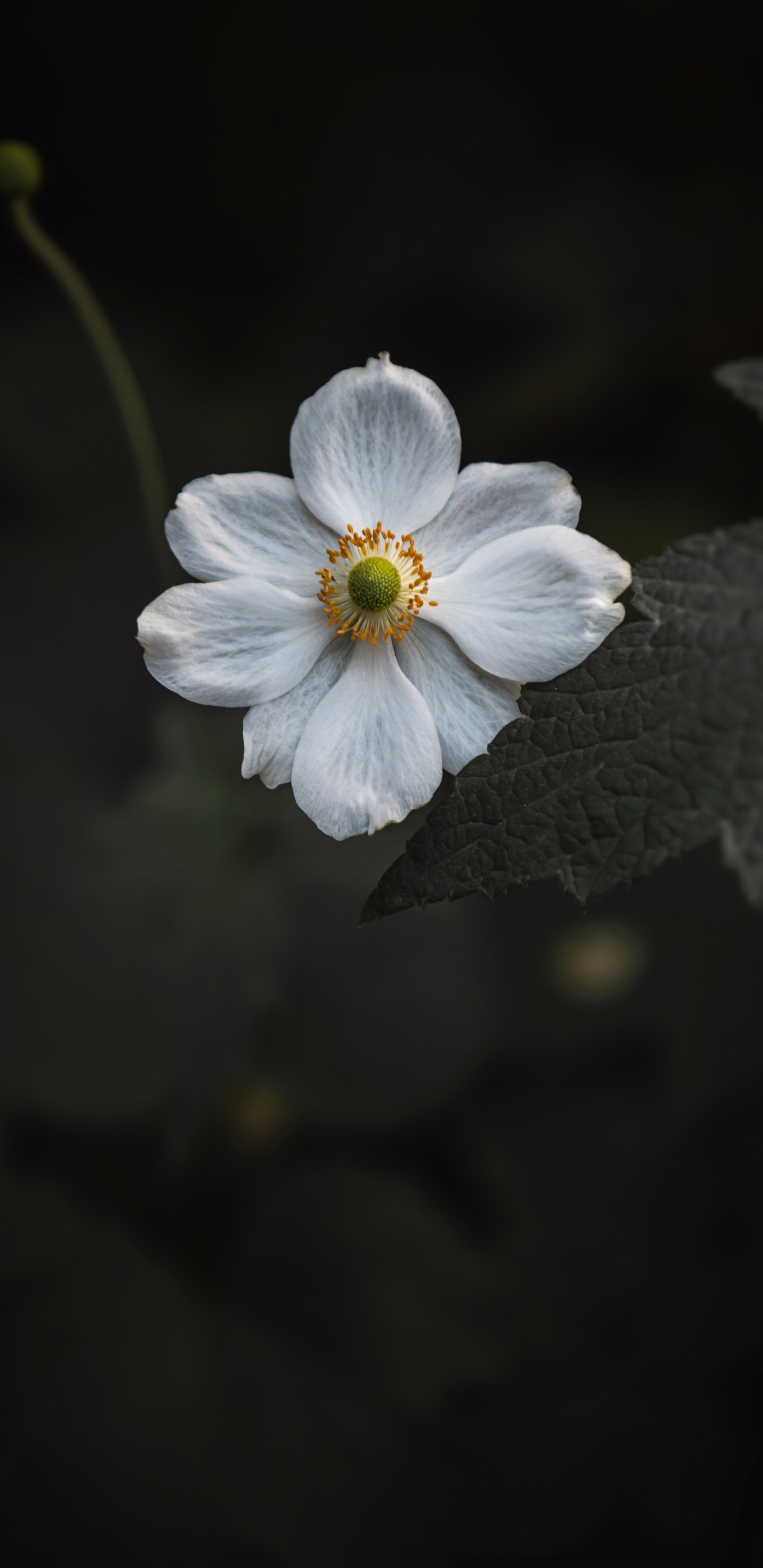 Weiße Blume in Tilt-Shift-Linse. Wallpaper in 1440x2960 Resolution