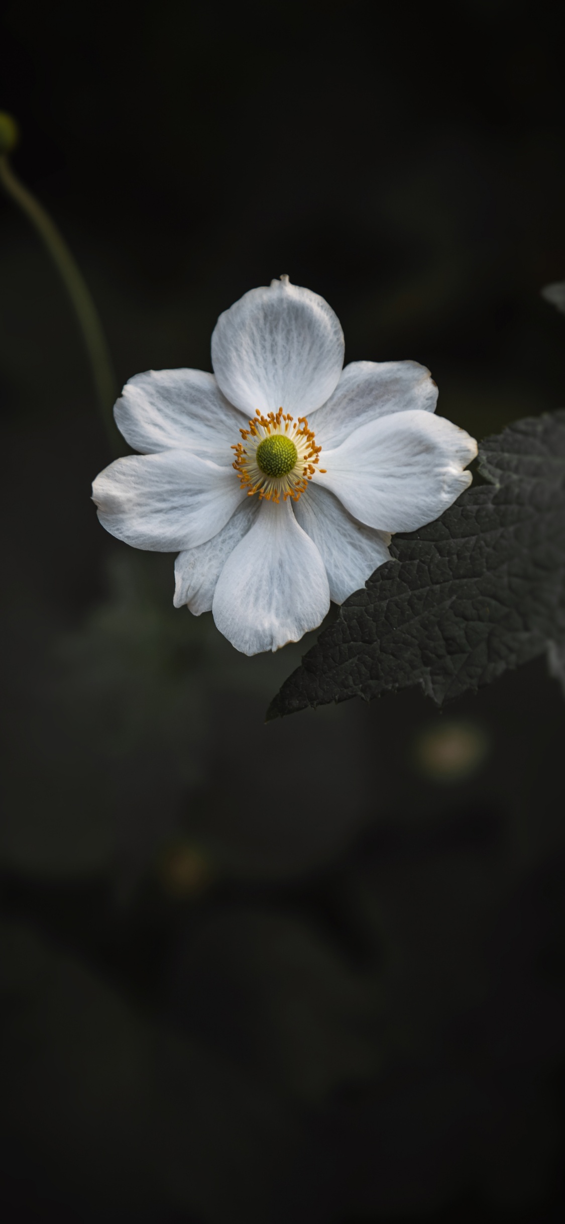 White Flower in Tilt Shift Lens. Wallpaper in 1125x2436 Resolution