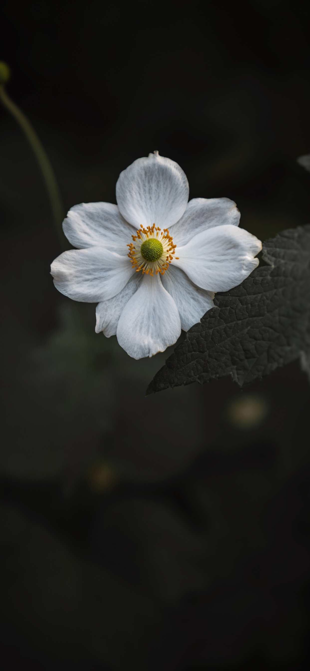 White Flower in Tilt Shift Lens. Wallpaper in 1242x2688 Resolution
