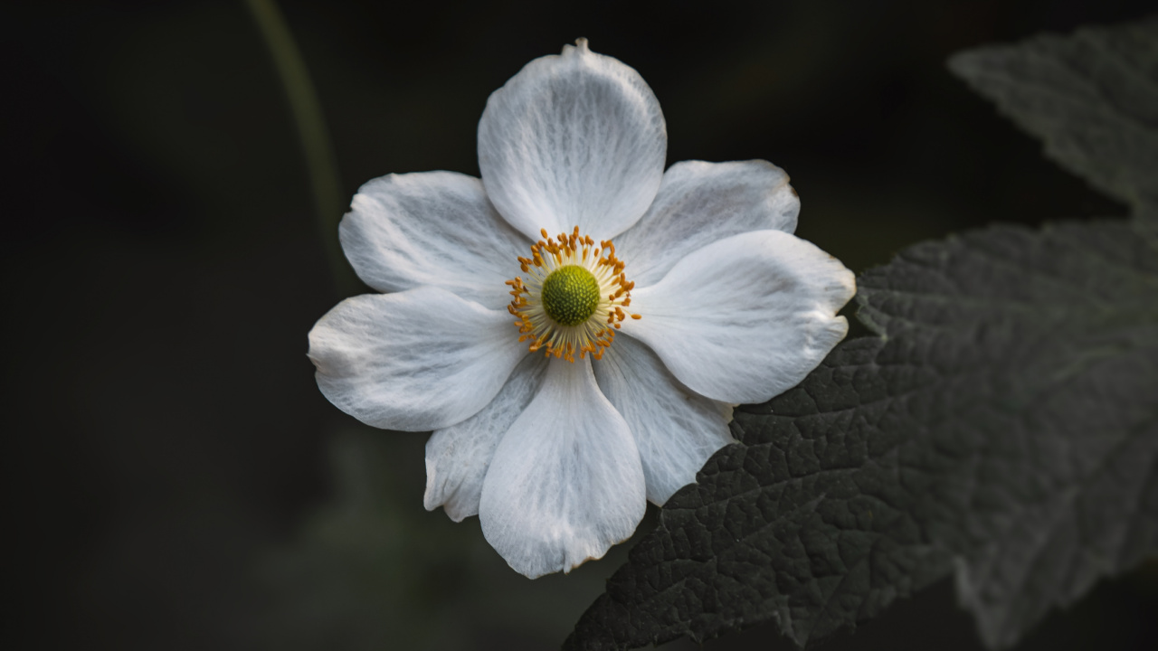 White Flower in Tilt Shift Lens. Wallpaper in 1280x720 Resolution