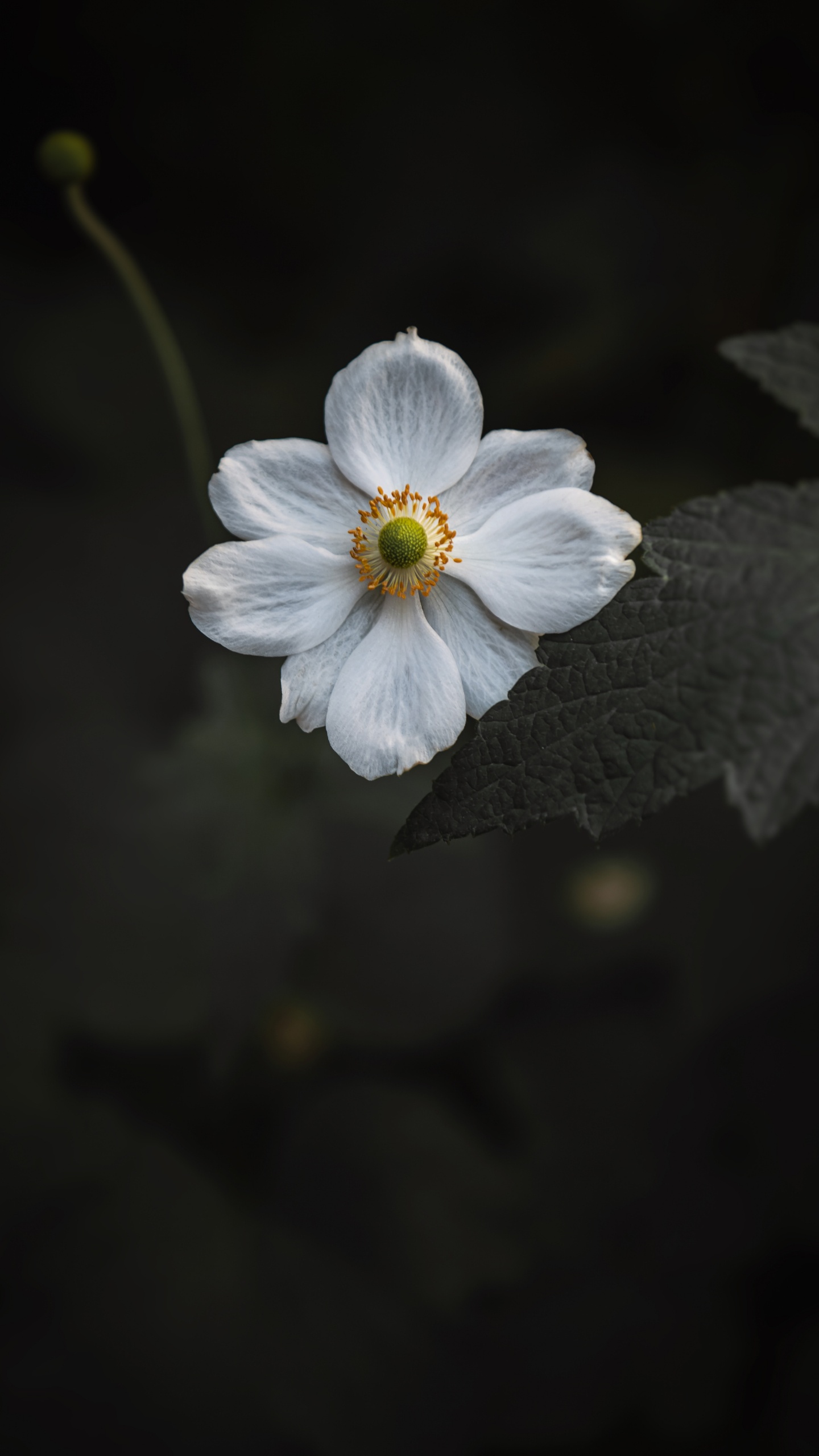 White Flower in Tilt Shift Lens. Wallpaper in 1440x2560 Resolution