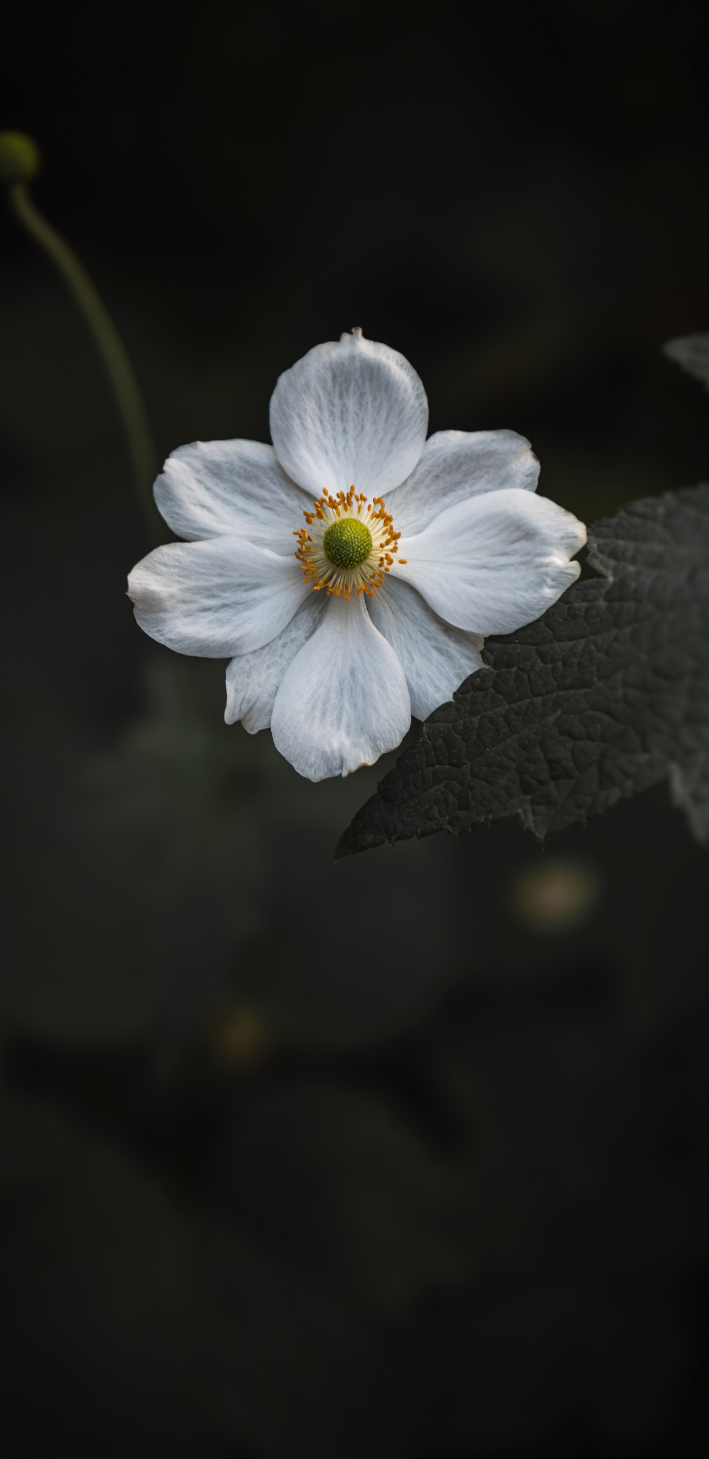 White Flower in Tilt Shift Lens. Wallpaper in 1440x2960 Resolution