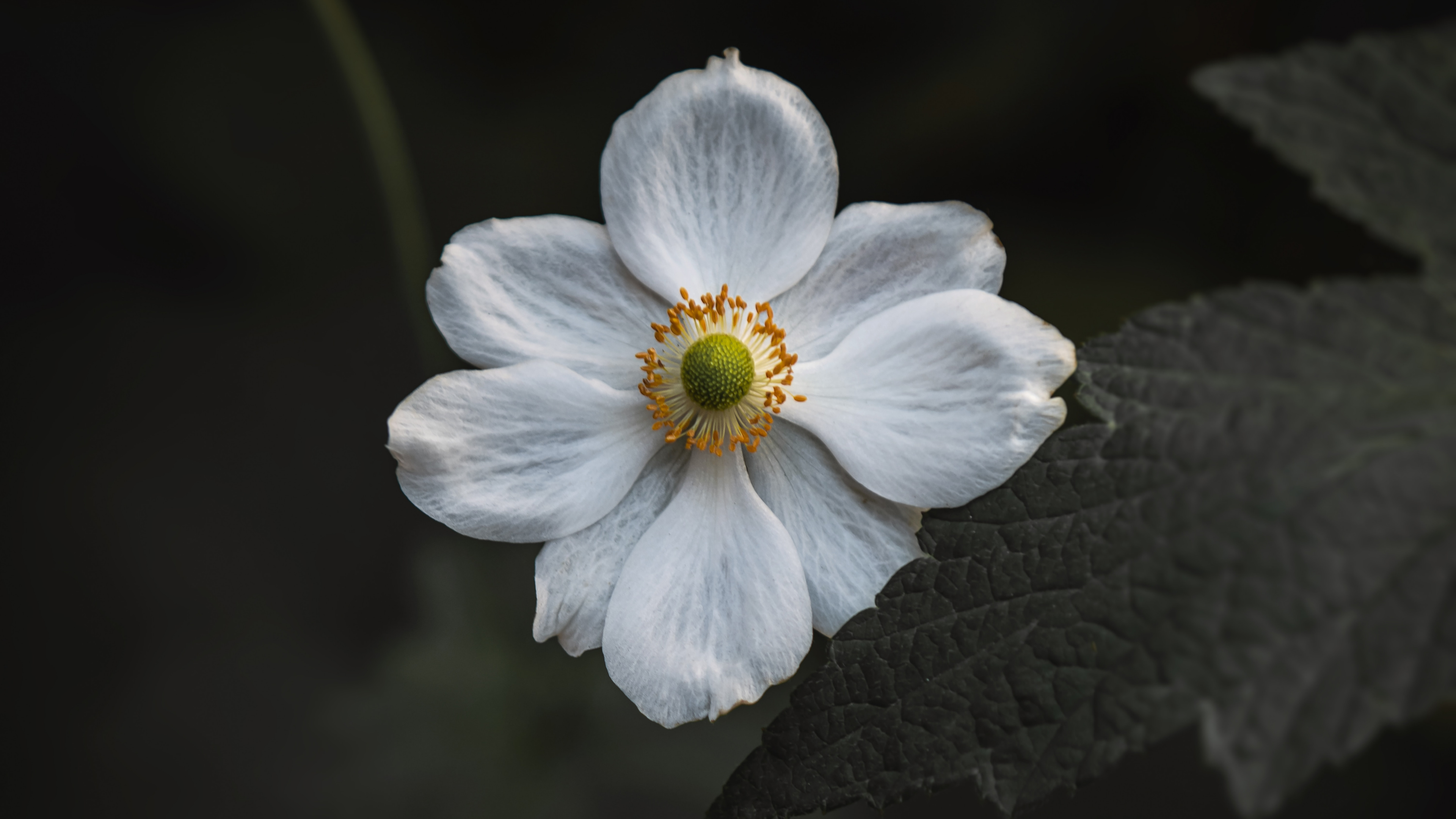 White Flower in Tilt Shift Lens. Wallpaper in 3840x2160 Resolution