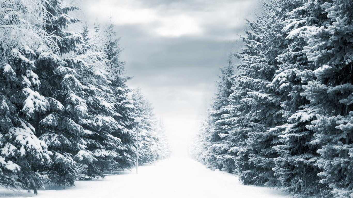 Arbres Couverts de Neige Sous Ciel Nuageux Pendant la Journée. Wallpaper in 1366x768 Resolution