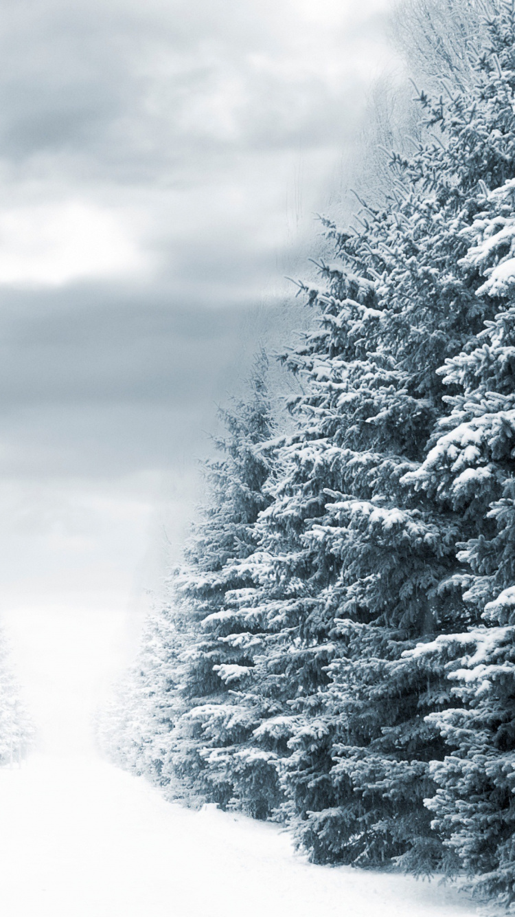 Schneebedeckte Bäume Unter Bewölktem Himmel Tagsüber. Wallpaper in 750x1334 Resolution