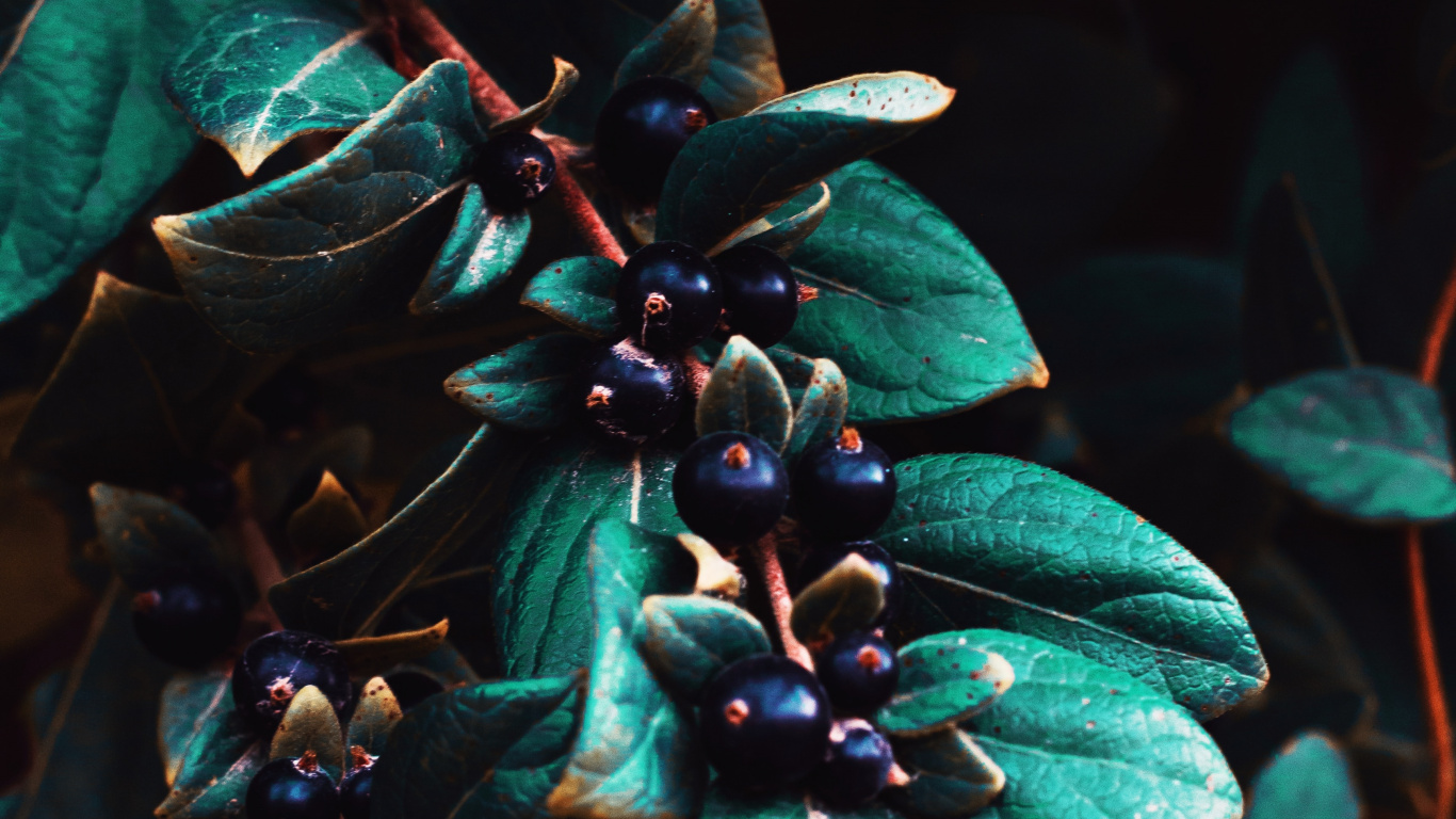 Feuilles Vertes Aux Baies Bleues. Wallpaper in 1366x768 Resolution