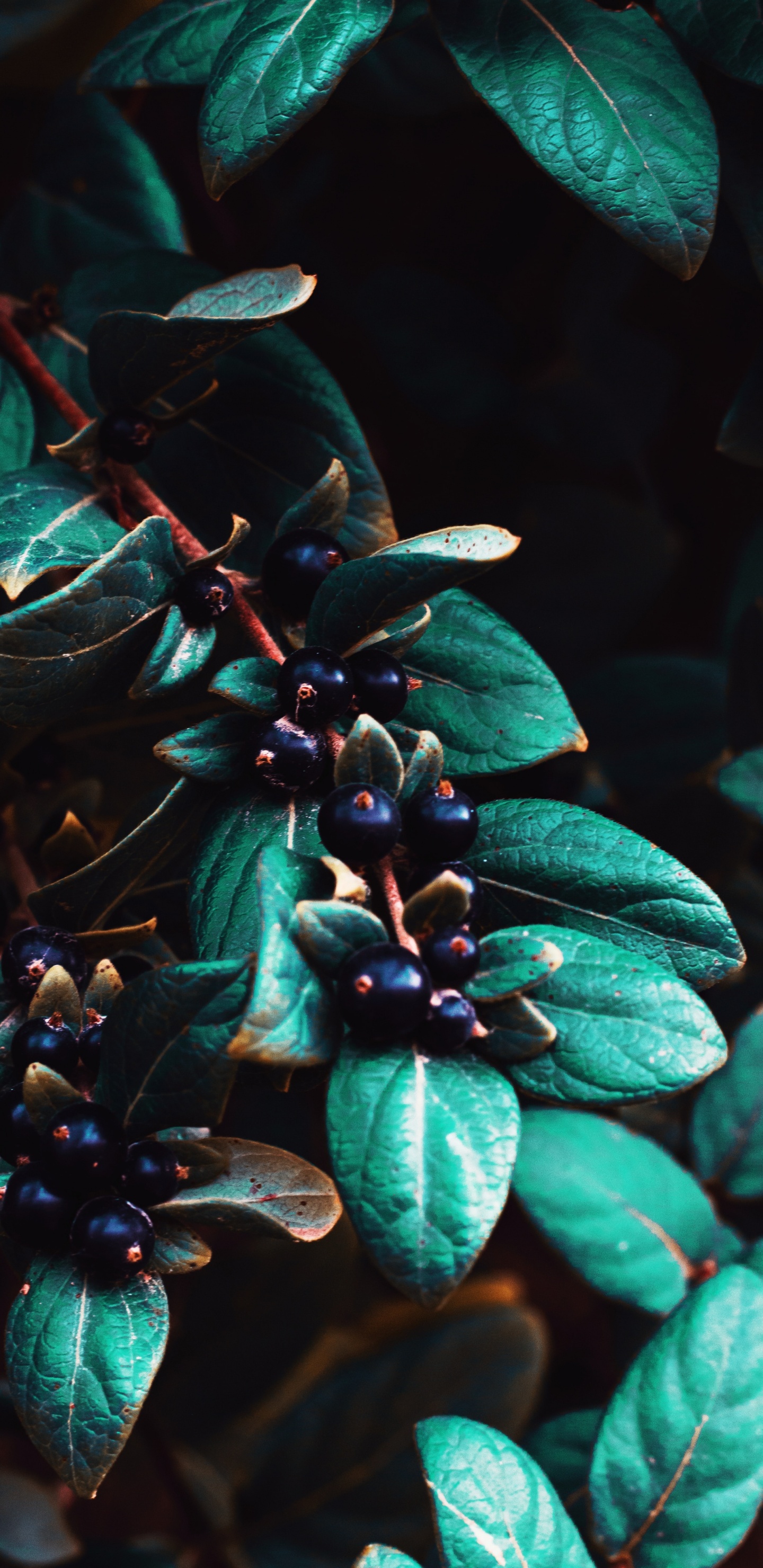 Feuilles Vertes Aux Baies Bleues. Wallpaper in 1440x2960 Resolution