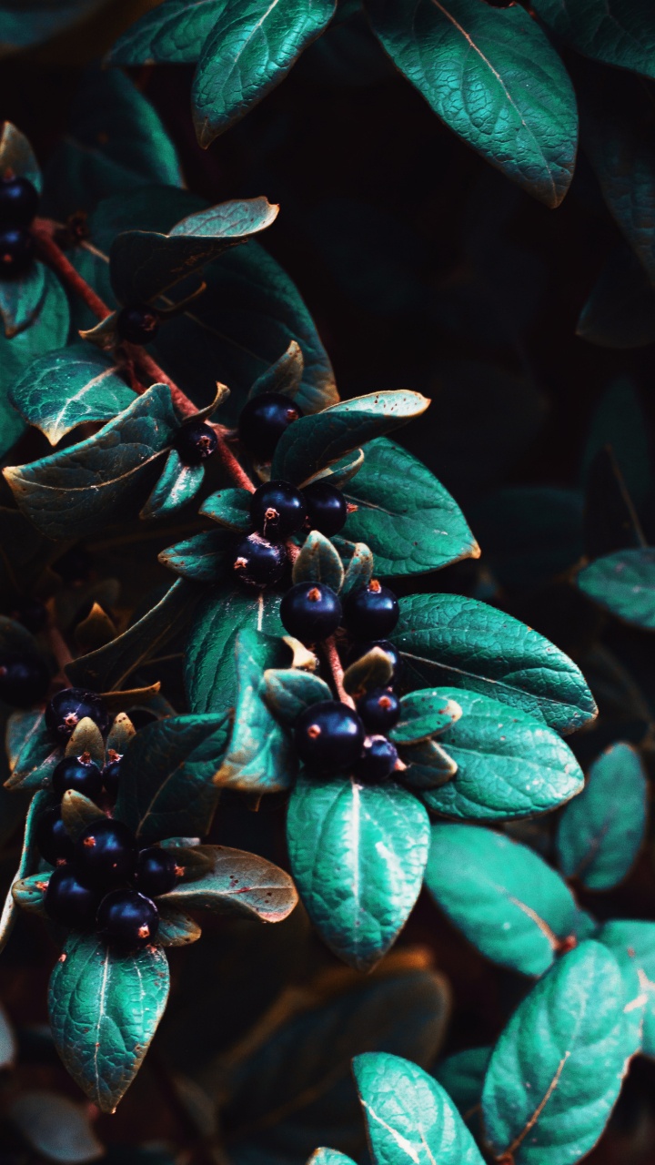 Green Leaves With Blue Berries. Wallpaper in 720x1280 Resolution