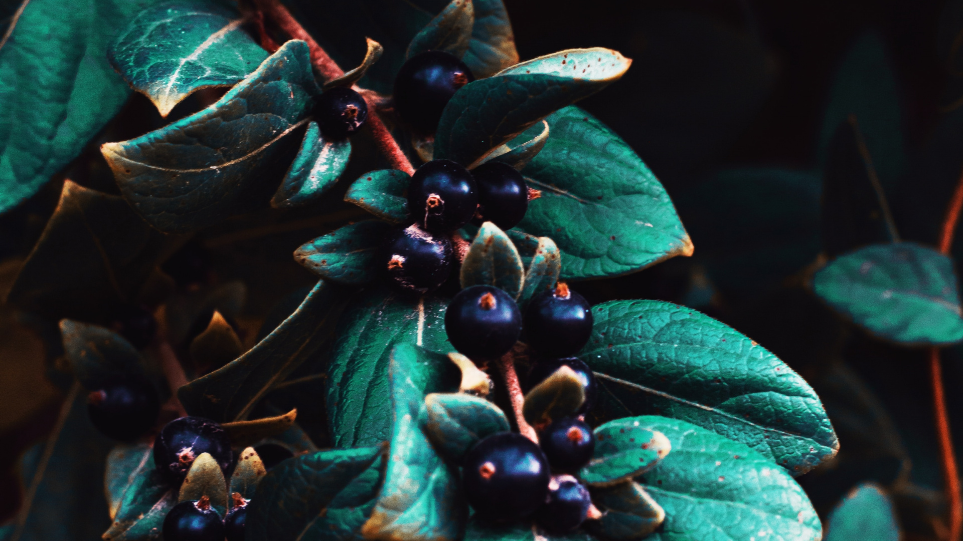 Grüne Blätter Mit Blauen Beeren. Wallpaper in 1920x1080 Resolution